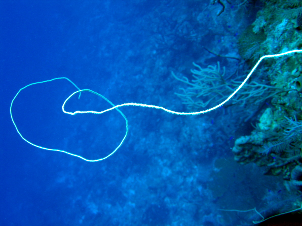 Wire Coral - Stichopathes luetkeni