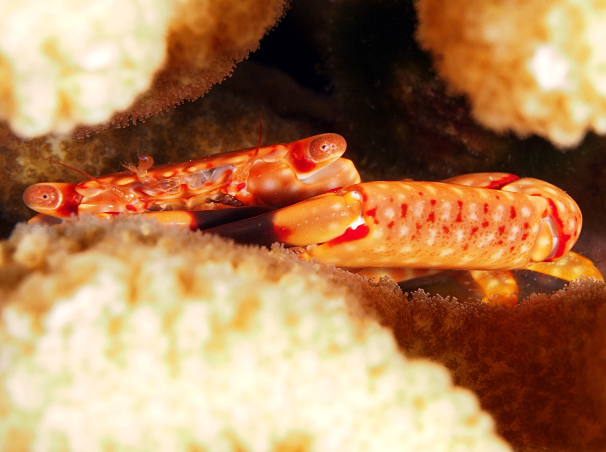 Yellow-Spotted Guard Crab - Trapezia flavopunctata