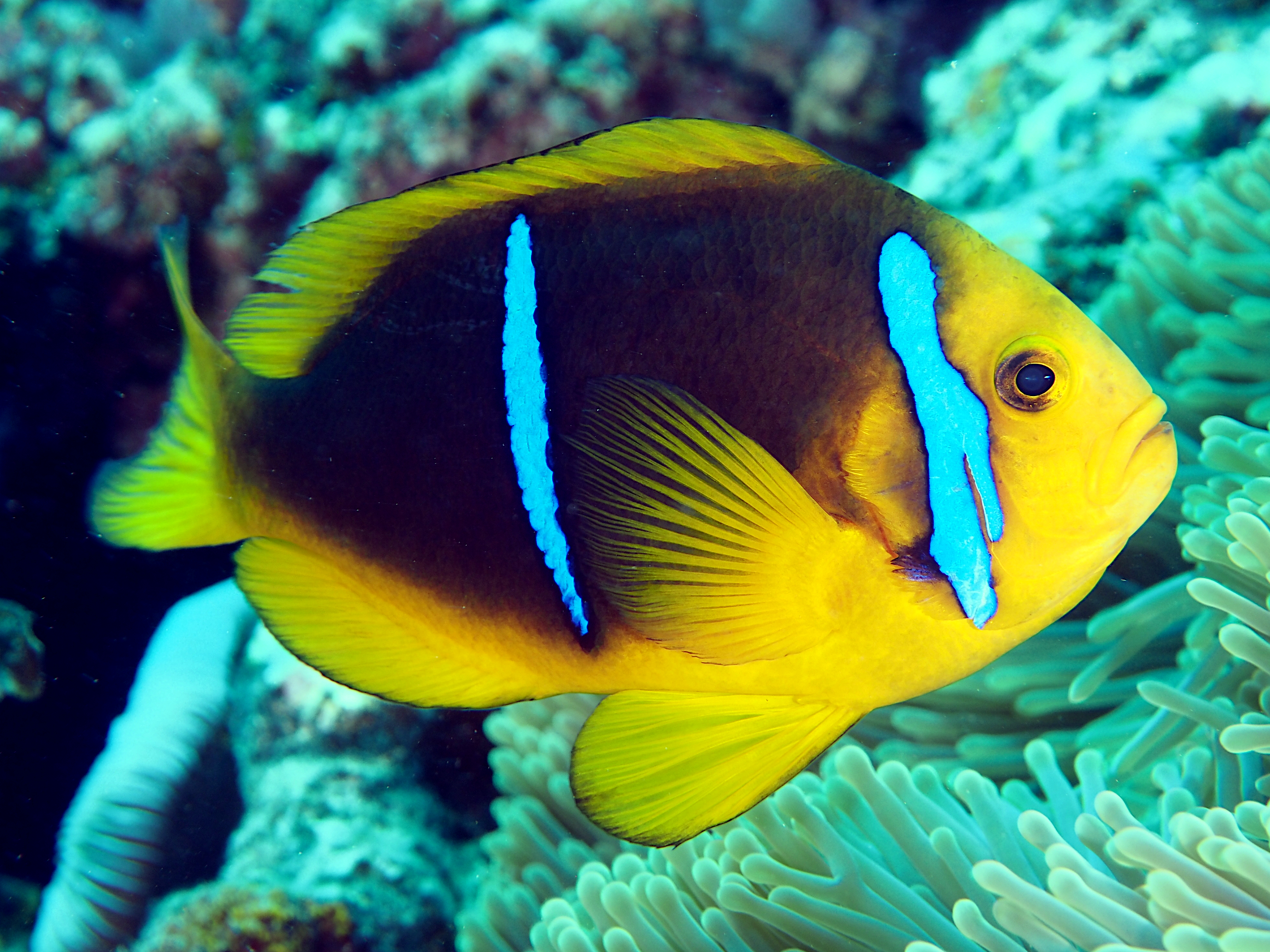 Polynesian Anemonefish - Amphiprion maohiensis