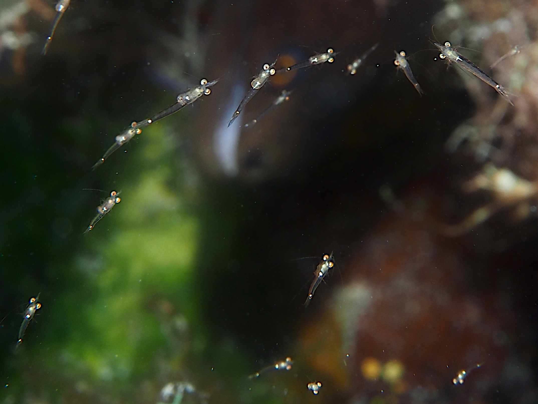 Mysids Shrimp - Mysidium spp.