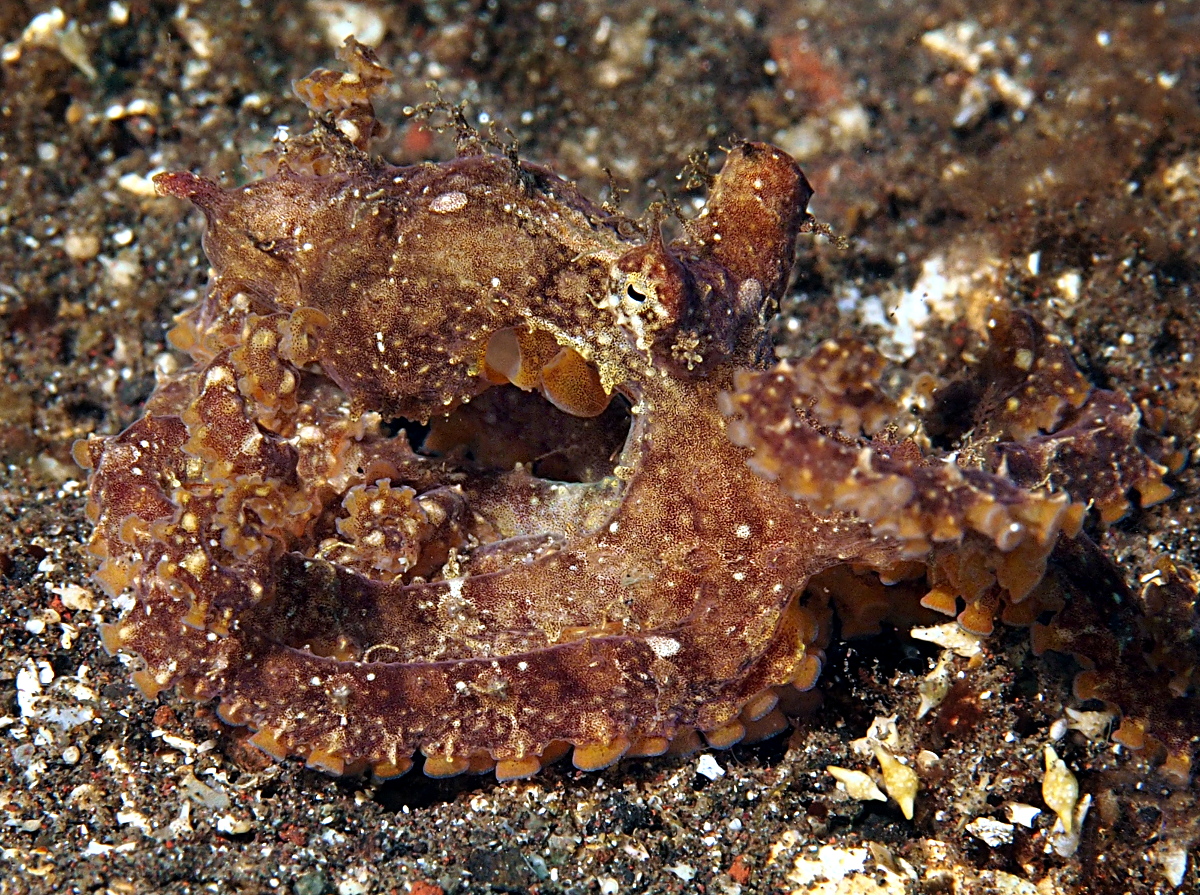 Mosaic Octopus - Abdopus abaculus