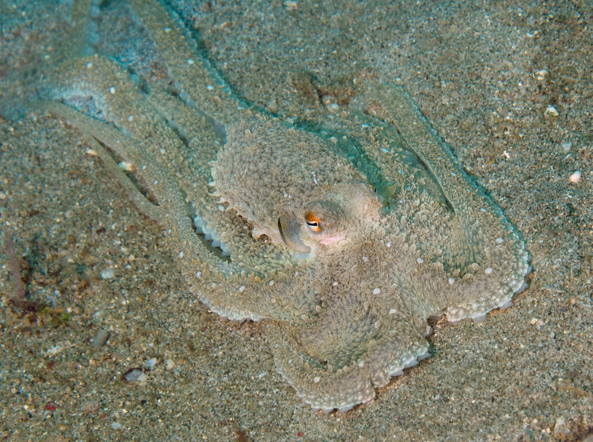 White-V Octopus - Abdopus sp.