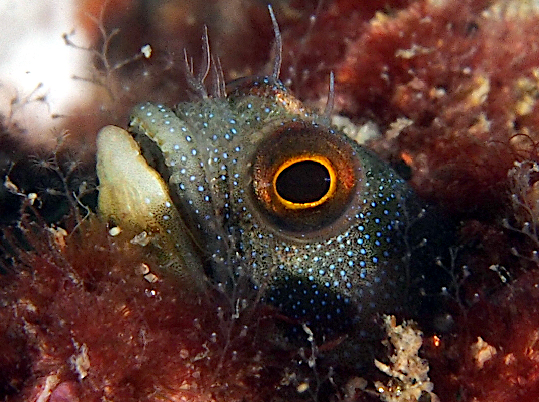 Mexican Barnacle blenny - Acanthemblemaria macrospilus