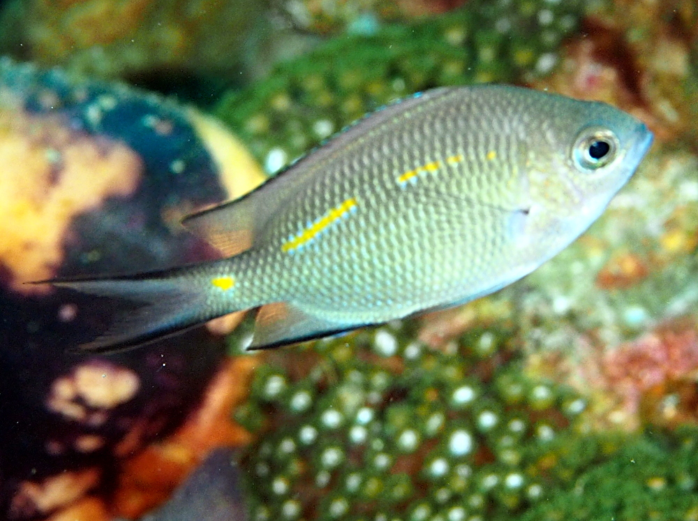 Spiny Chromis - Acanthochromis polyacanthus