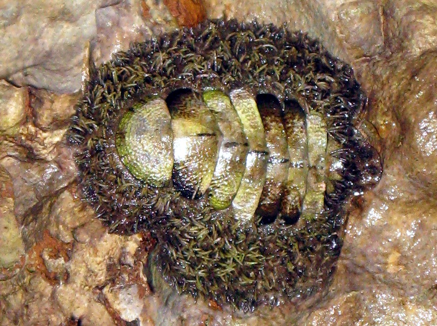Jewelled Chiton - Acanthopleura gemmata