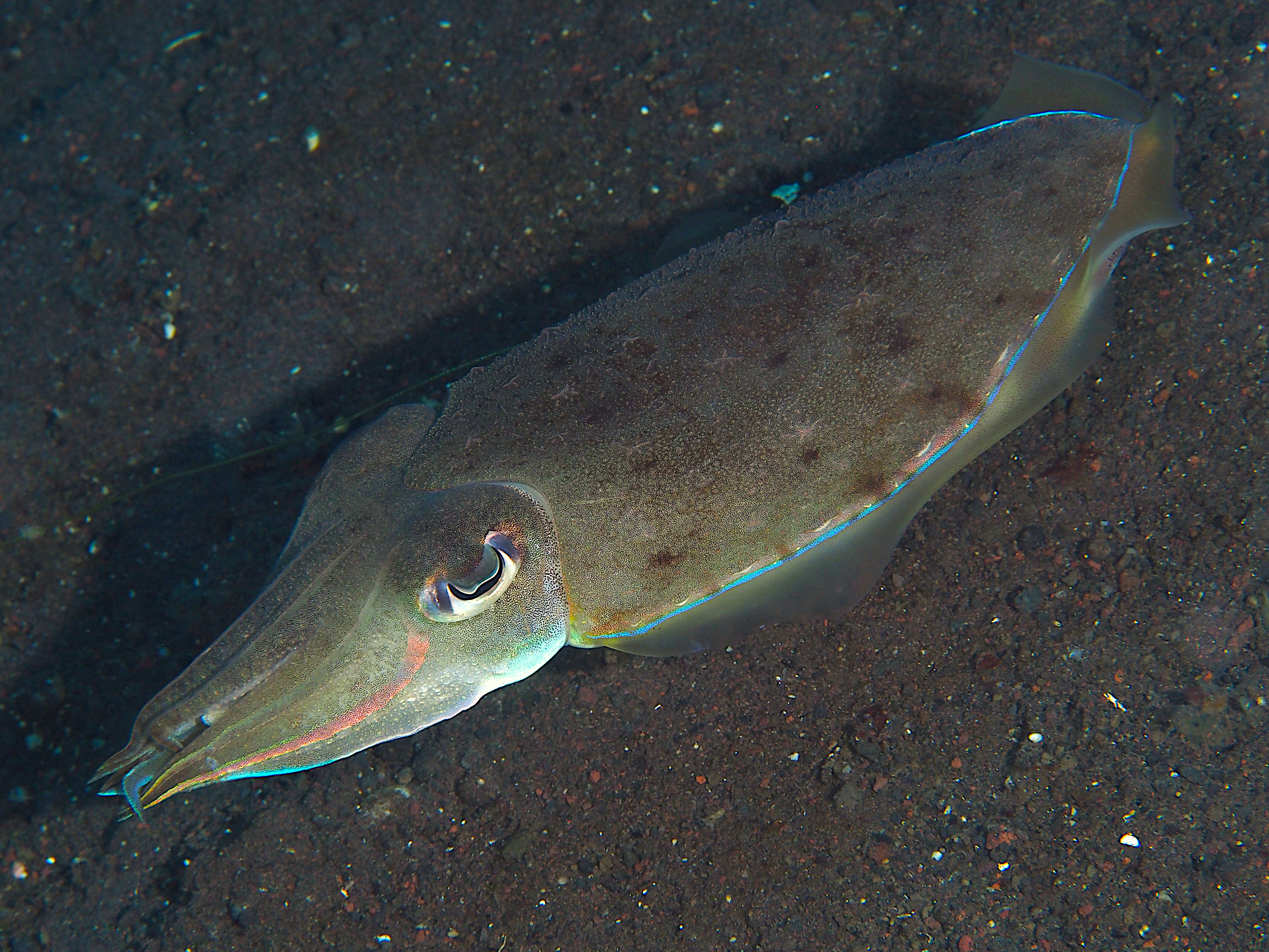 Pharaoh Cuttlefish - Acanthosepion pharaonis