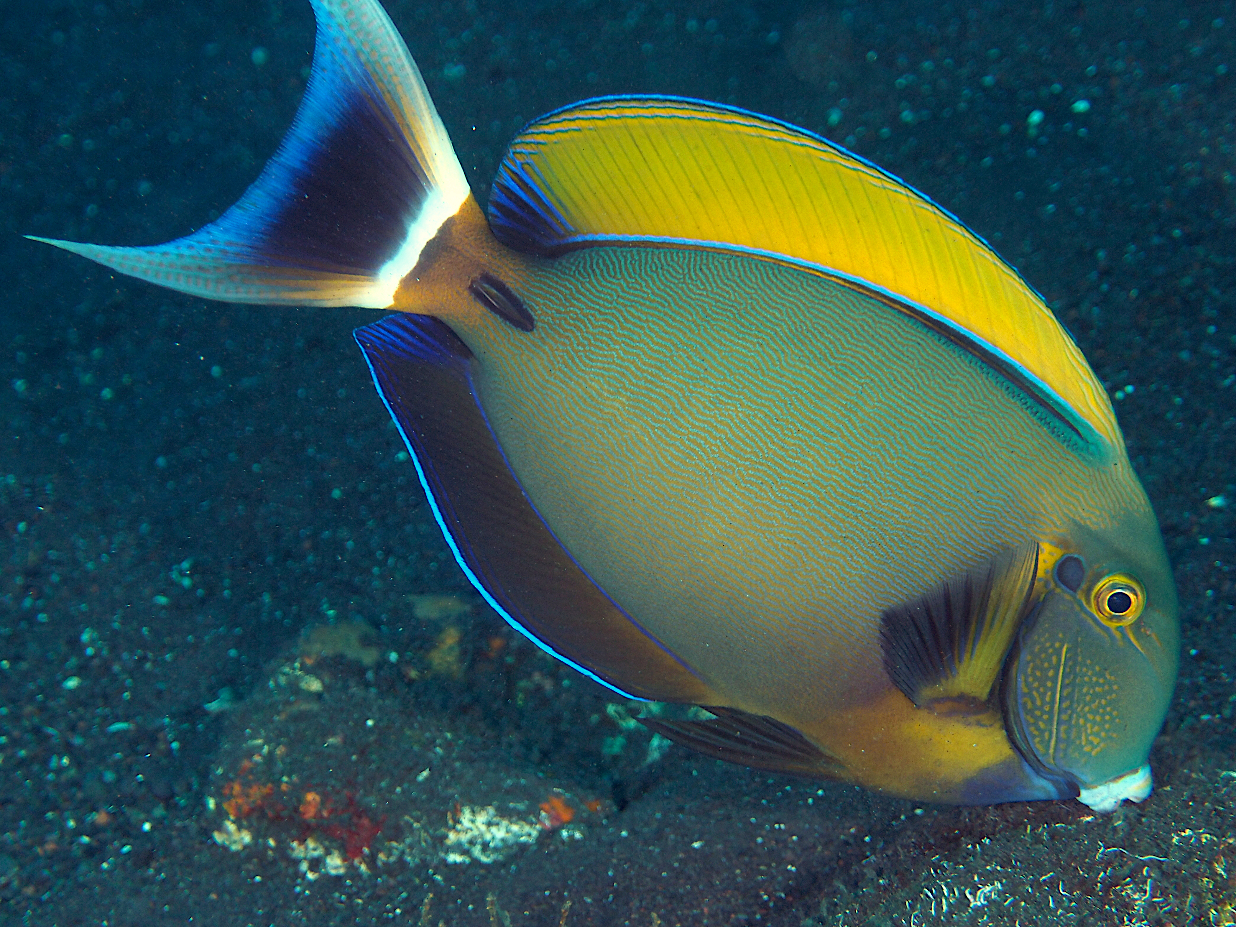 Roundspot Surgeonfish - Acanthurus bariene - Bali, Indonesia