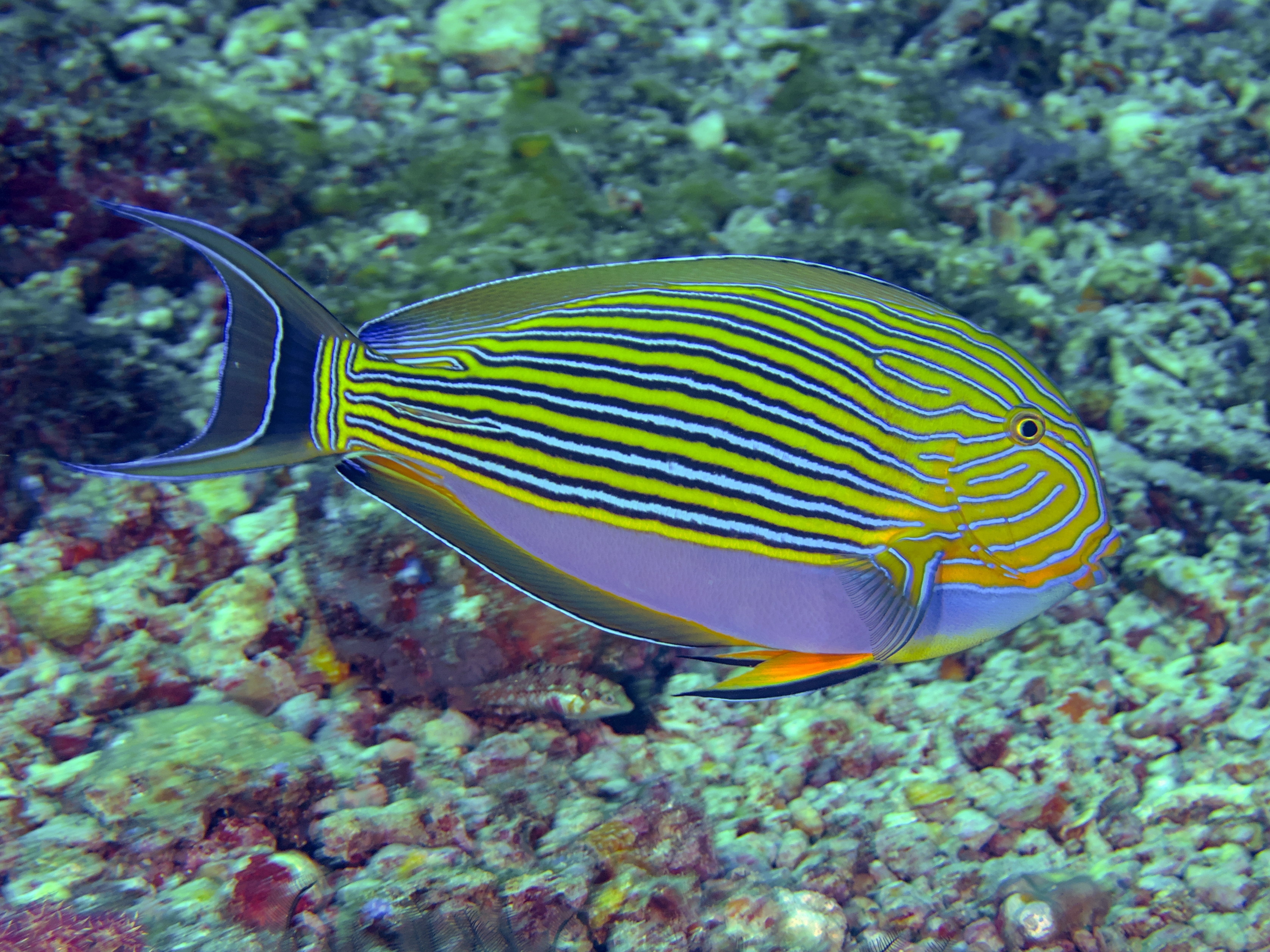 Striped Surgeonfish - Acanthurus lineatus
