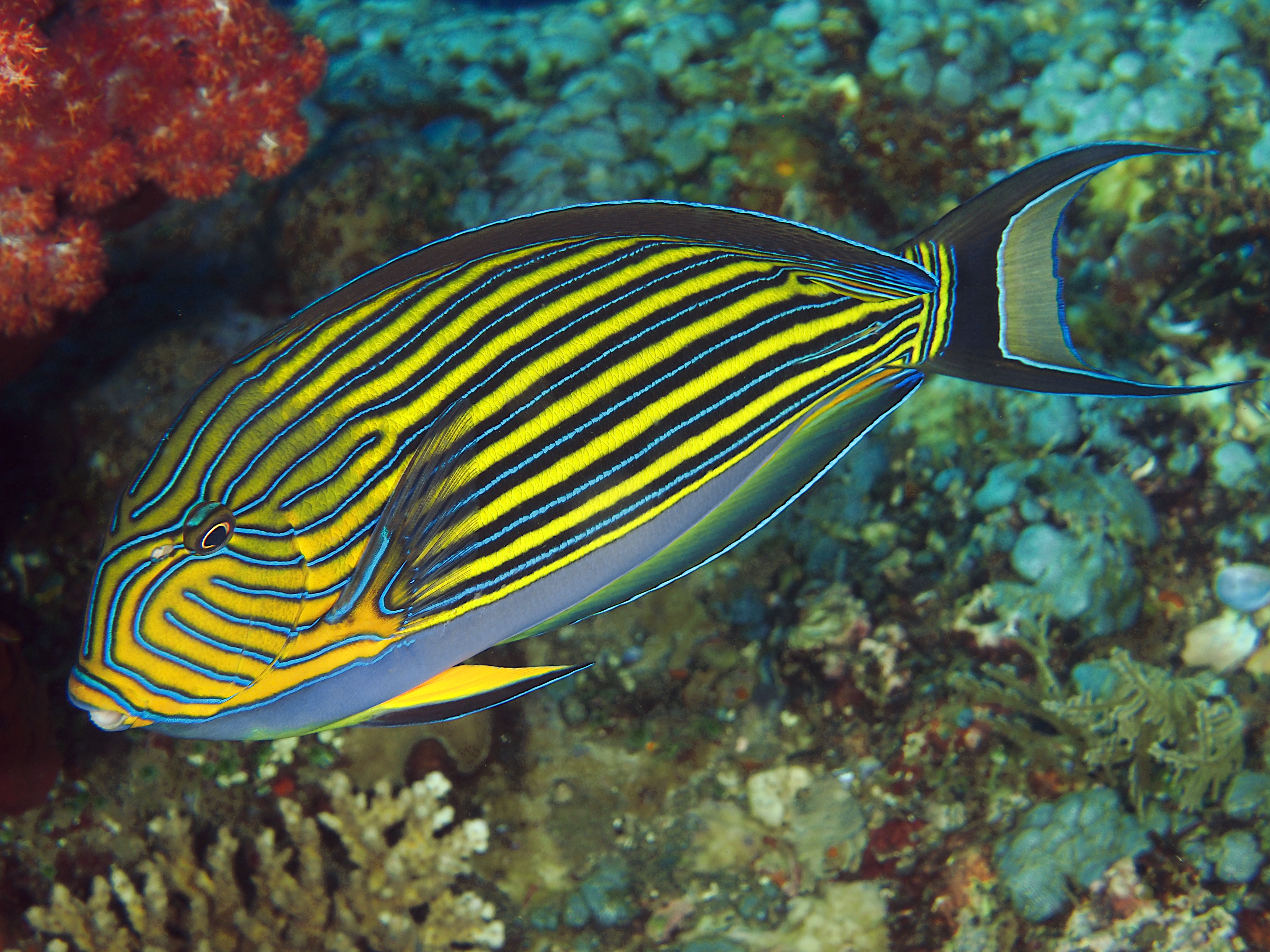 Striped Surgeonfish - Acanthurus lineatus
