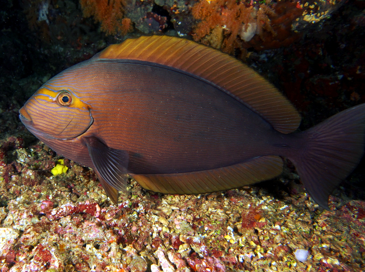Elongate Surgeonfish - Acanthurus mata