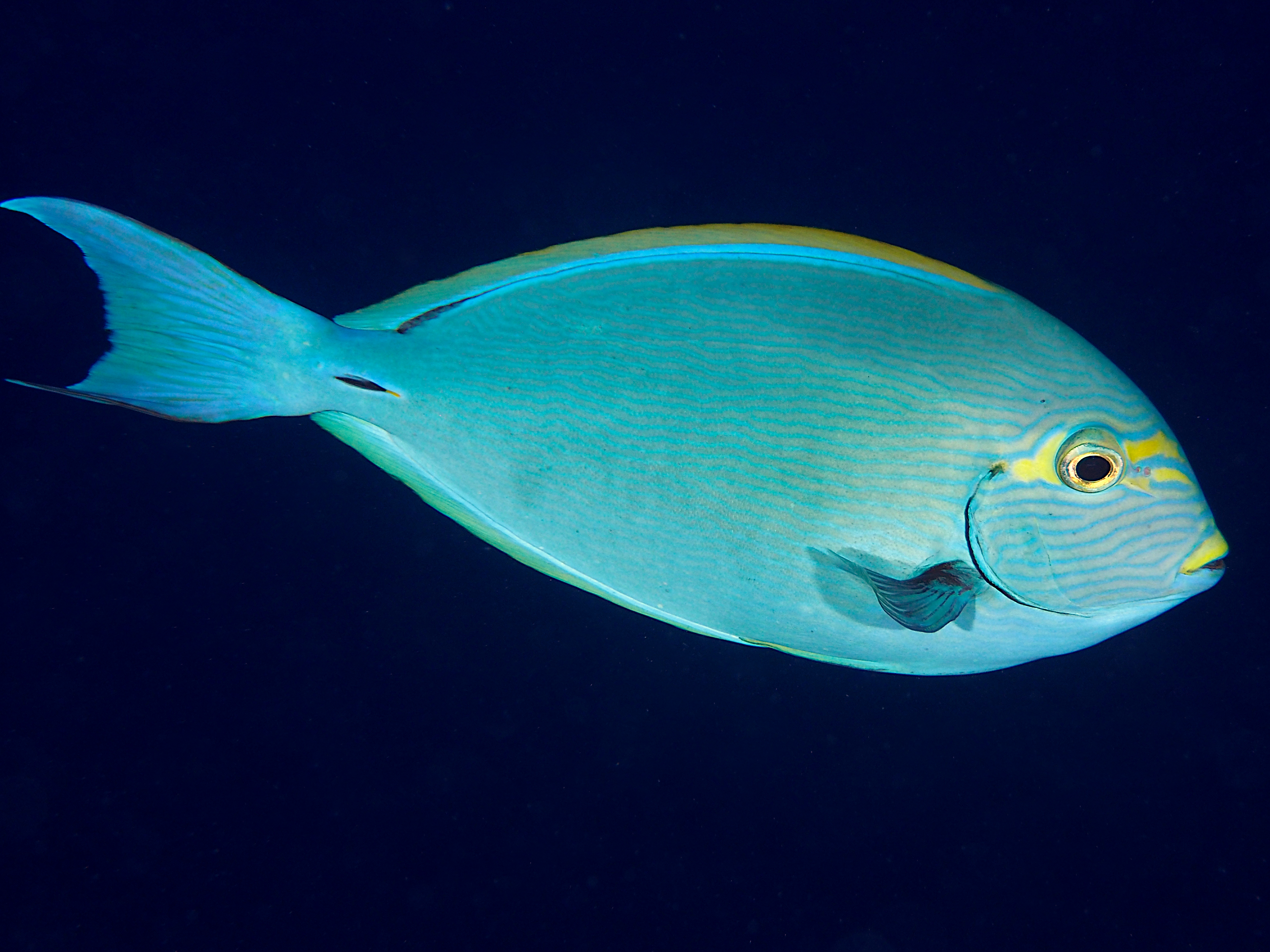 Elongate Surgeonfish - Acanthurus mata