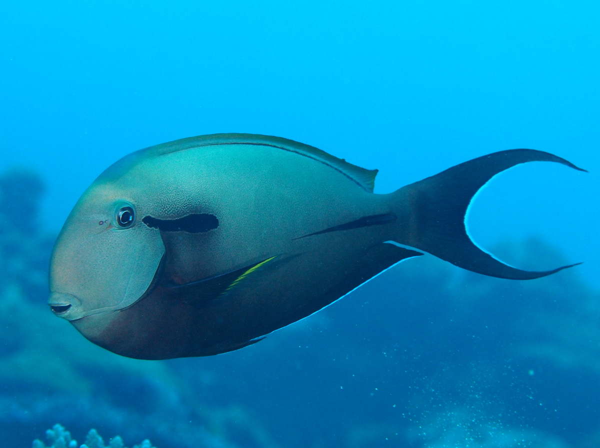 Blackstreak Surgeonfish - Acanthurus nigricauda
