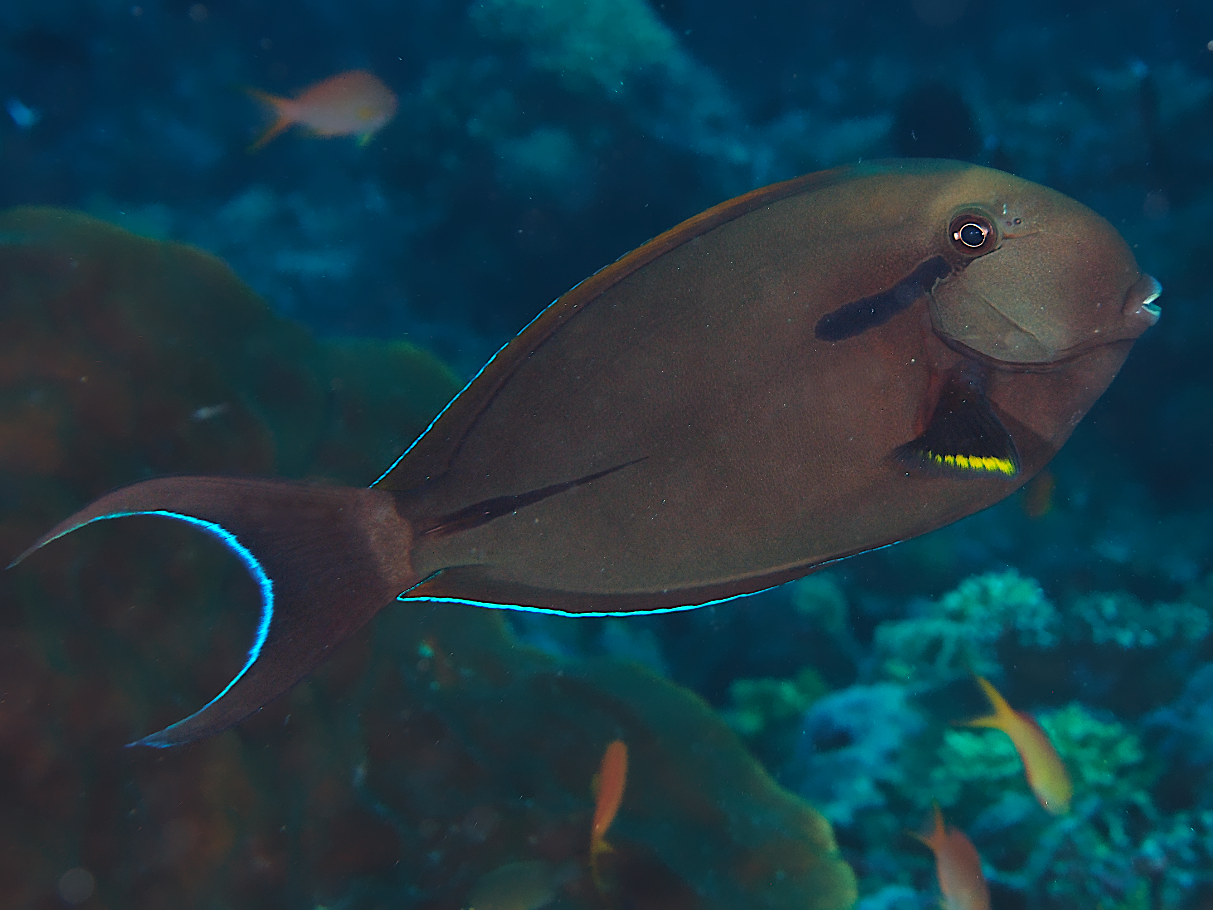 Blackstreak Surgeonfish - Acanthurus nigricauda