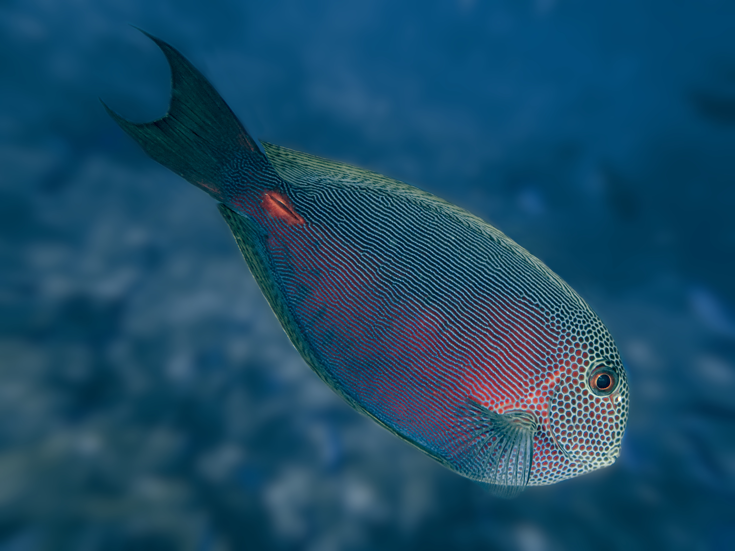 Dark Surgeonfish - Acanthurus nubilus