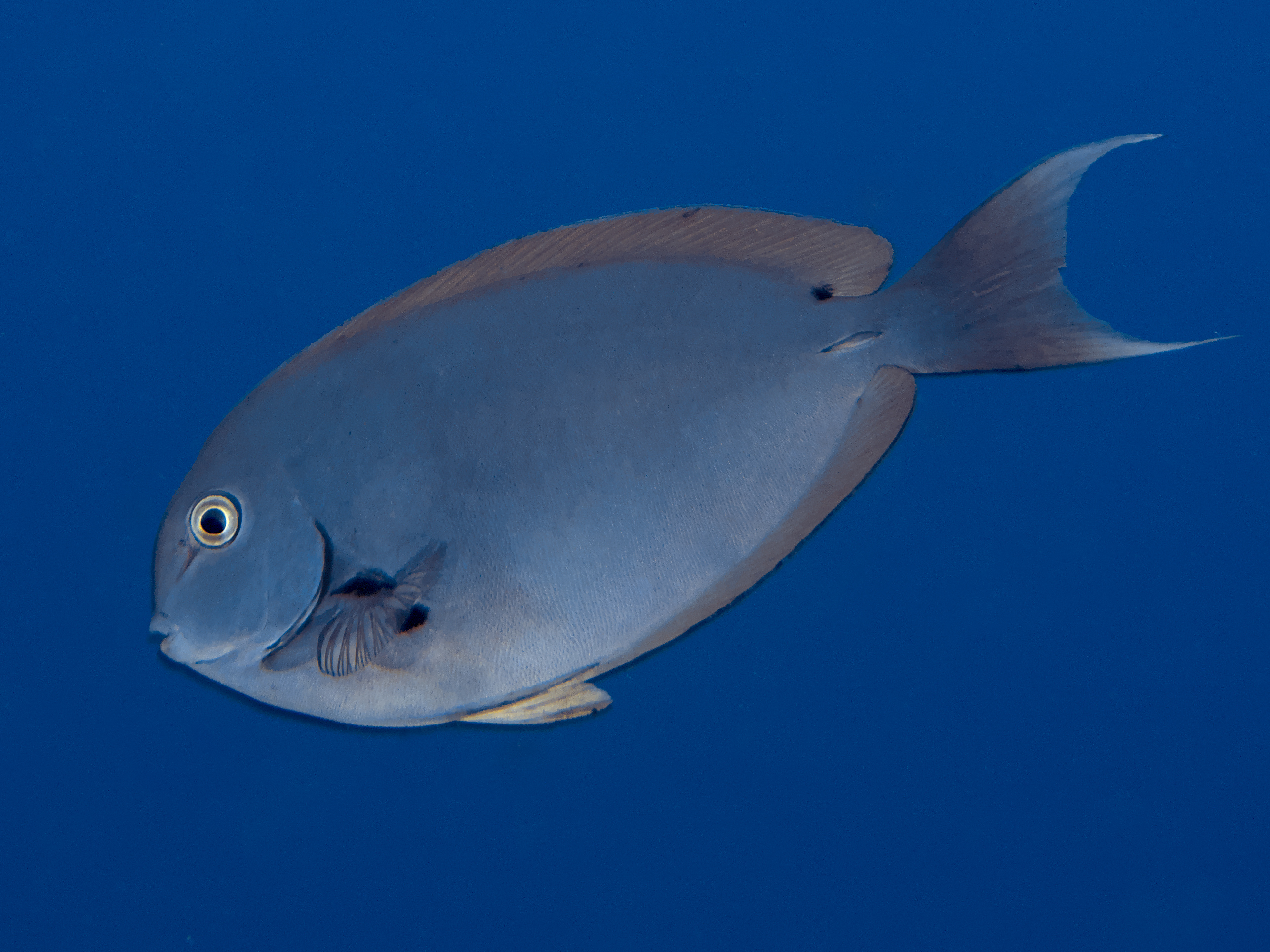 Whitetail Surgeonfish - Acanthurus thompsoni - Rangiroa, French Polynesia