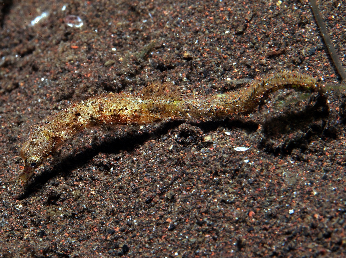 Shortpouch Pygmy Pipehorse - Acentronura tentaculata