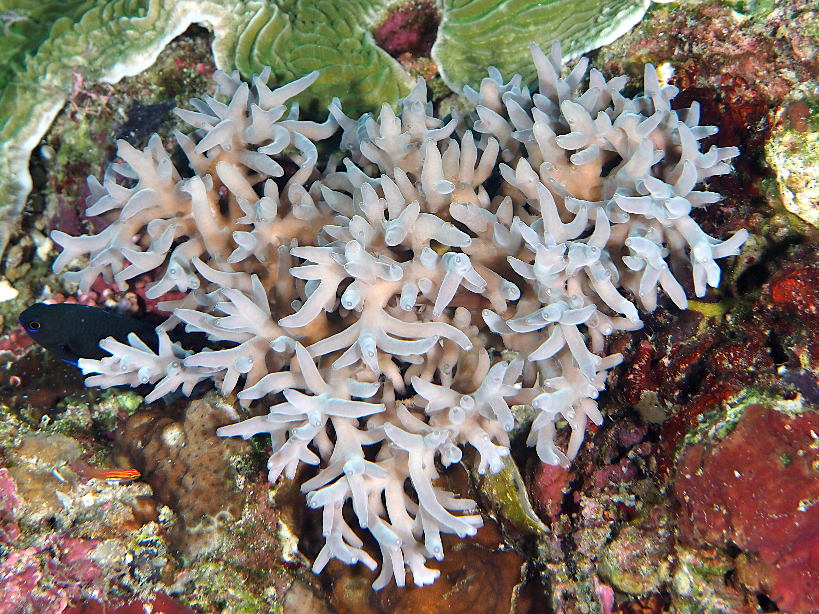 Acropora caroliniana - Acropora caroliniana - Komodo, Indonesia