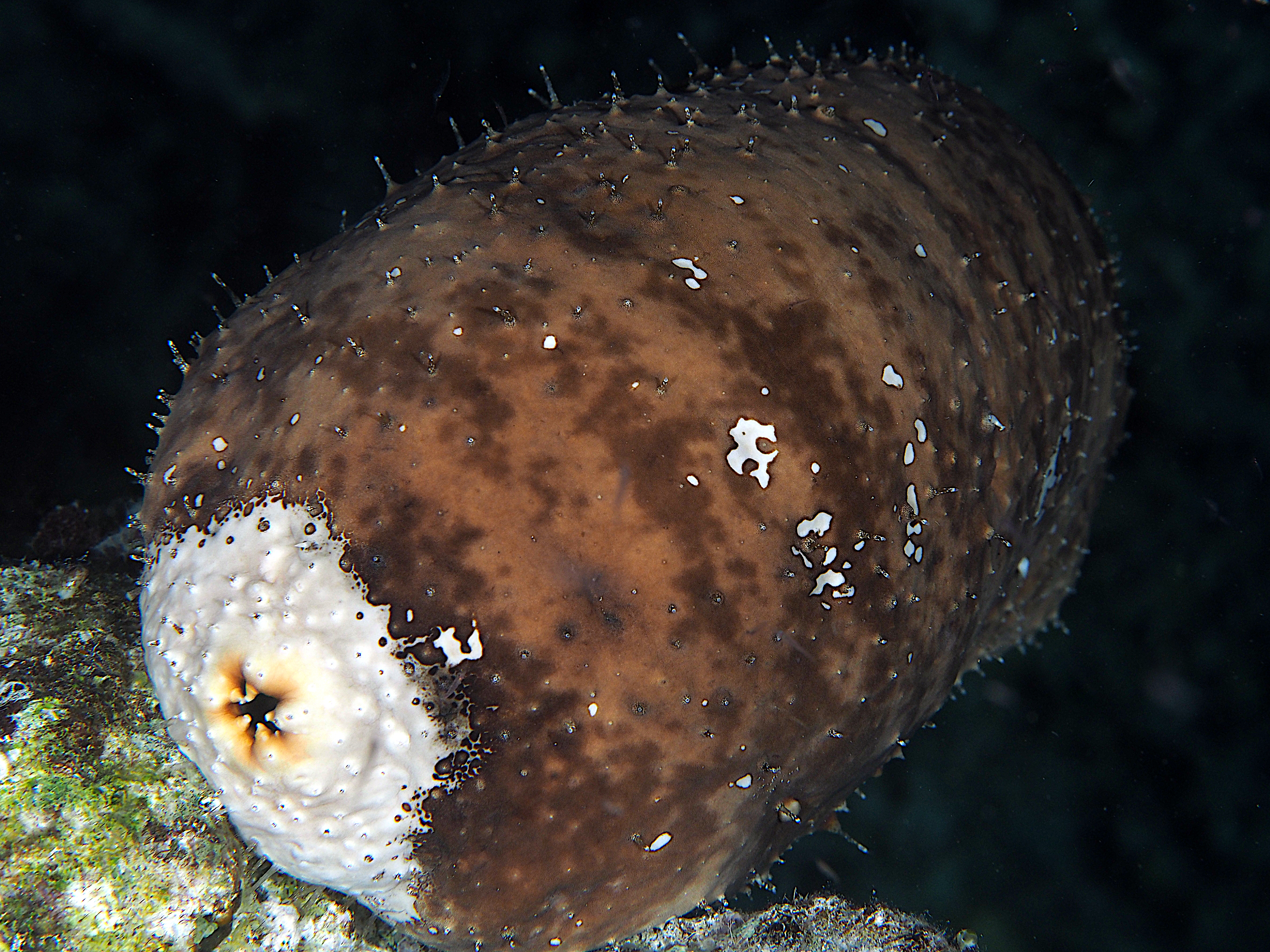 White-Rumped Sea Cucumber - Actinopyga lecanora
