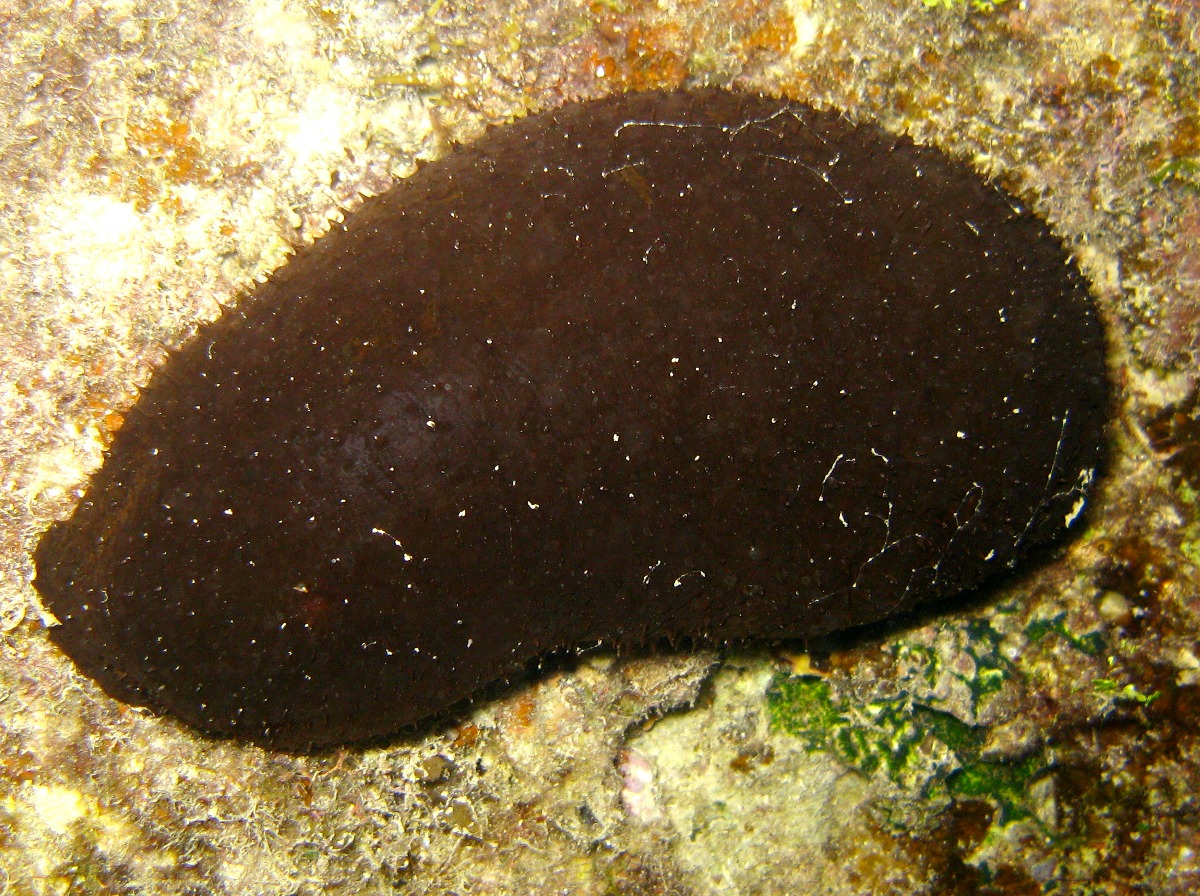 Hairy Blackfish Sea Cucumber - Actinopyga miliaris - Palau