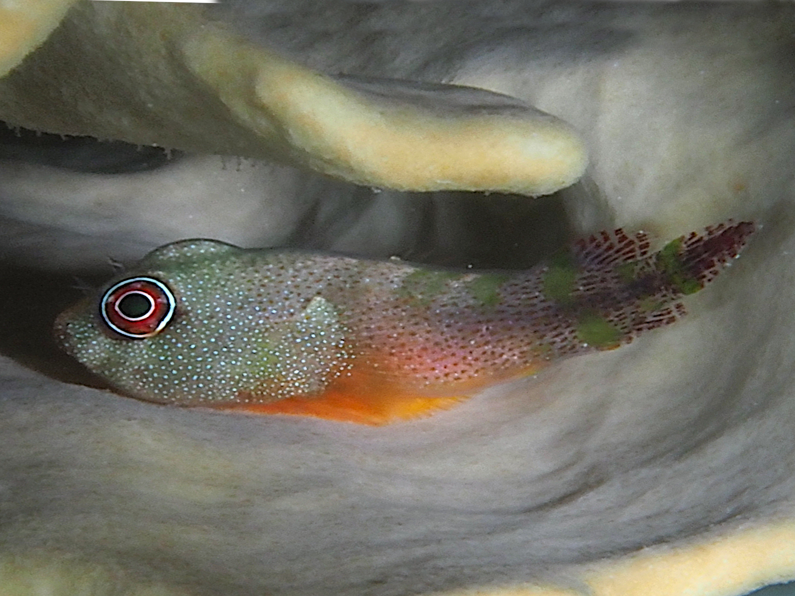Papillate Clingfish - Acyrtus artius - Bonaire