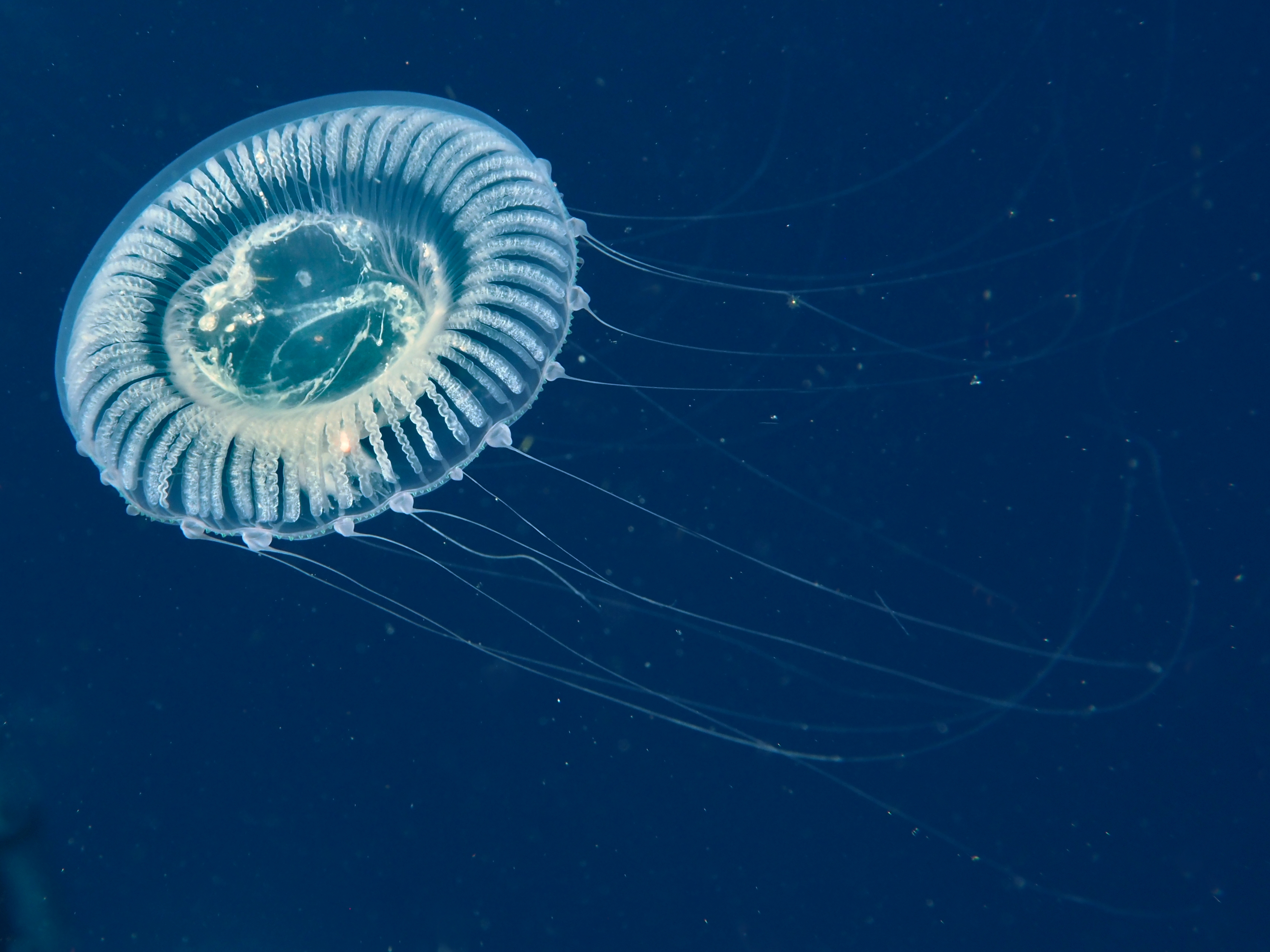 Jelly Hydromedusa - Aequorea forskalea