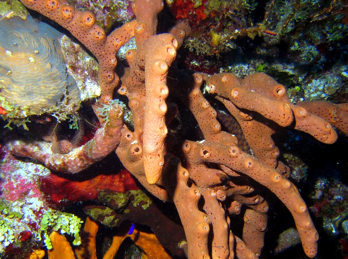 Brown Tube Sponge - Agelas conifera