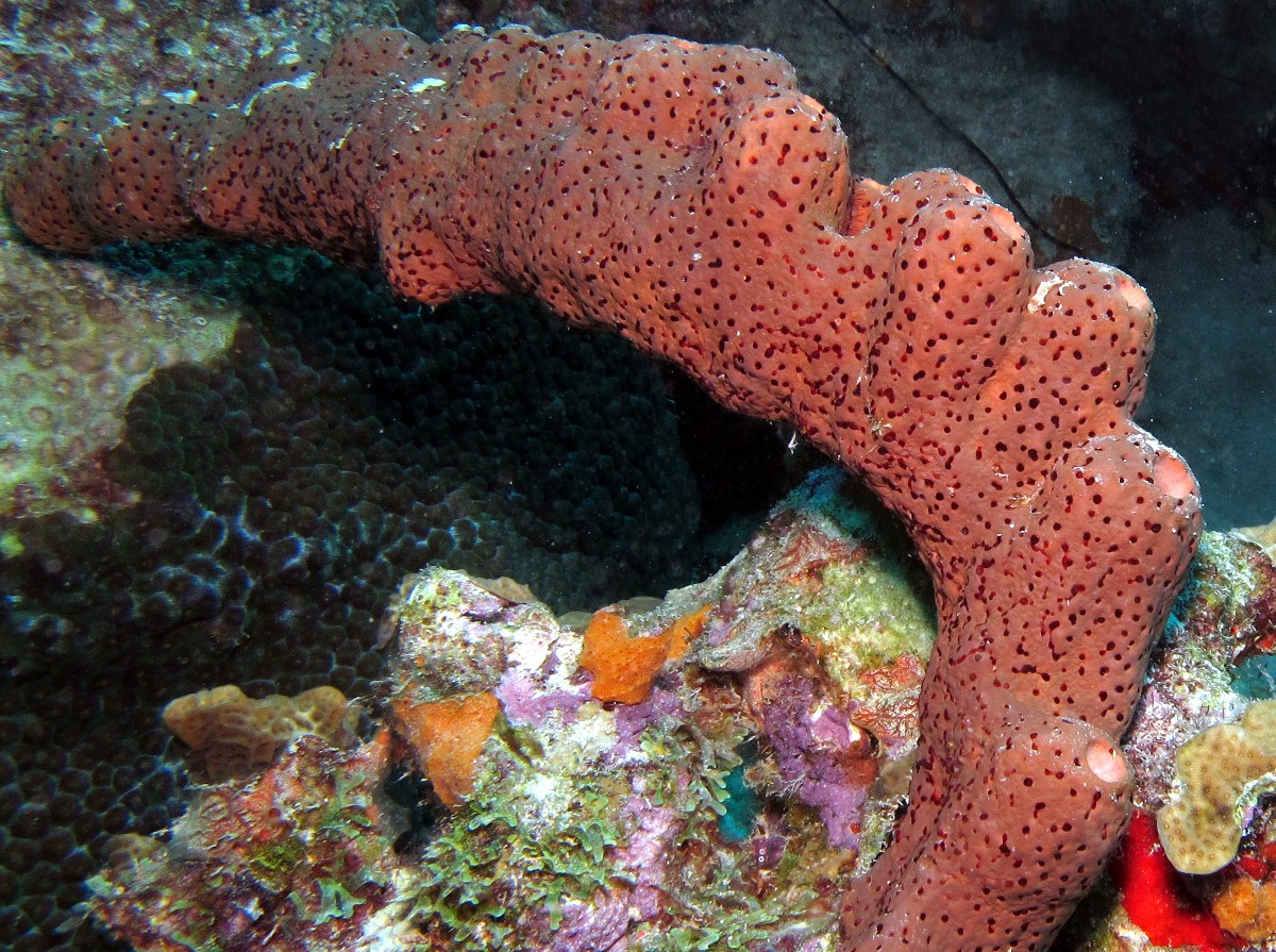 Brown Tube Sponge - Agelas conifera