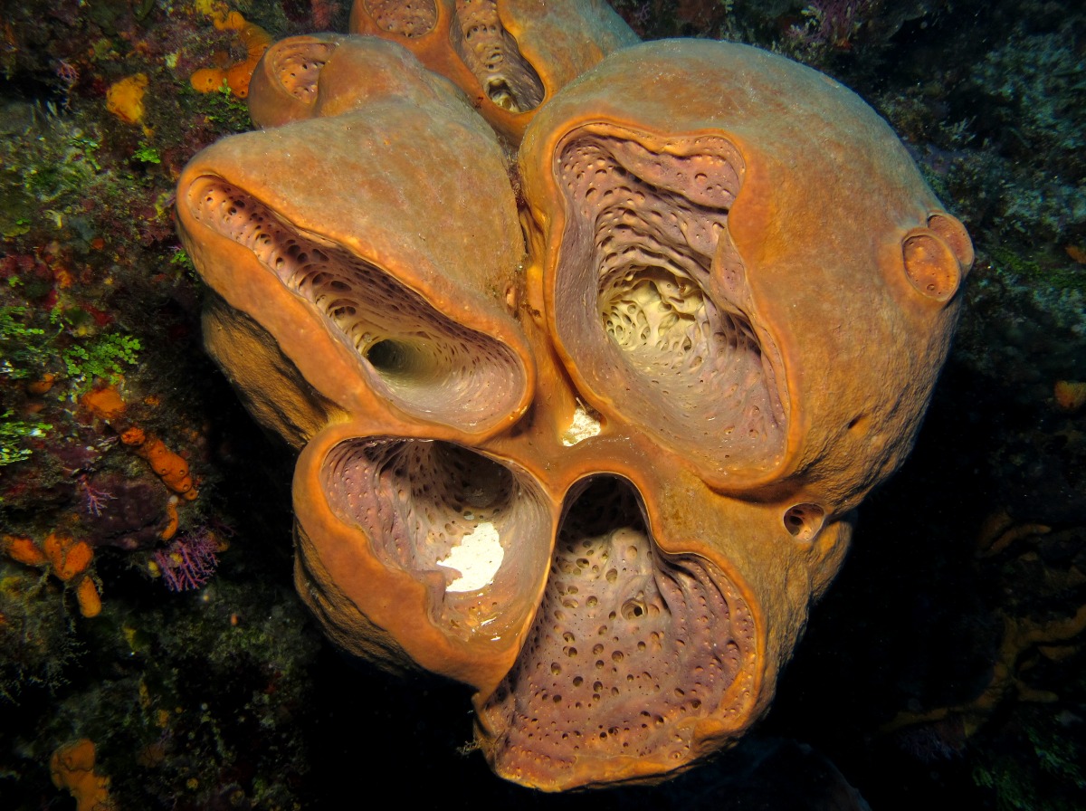 Tubulate Sponge - Agelas tubulata
