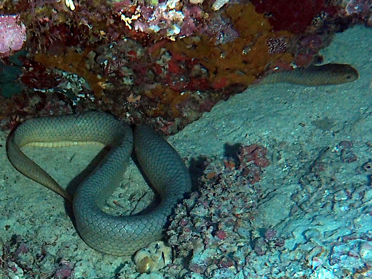 Olive Sea Snake - Aipysurus laevis