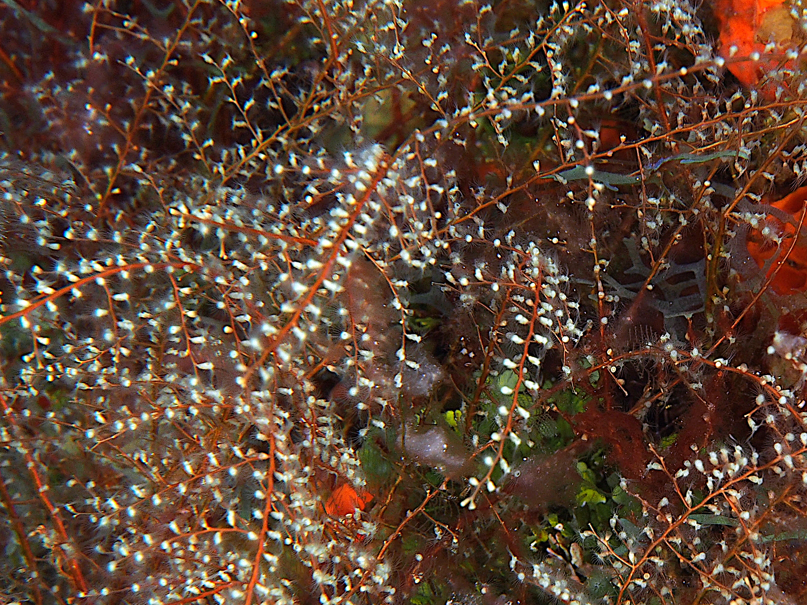 Algae Hydroid - Thyroscyphus ramosus
