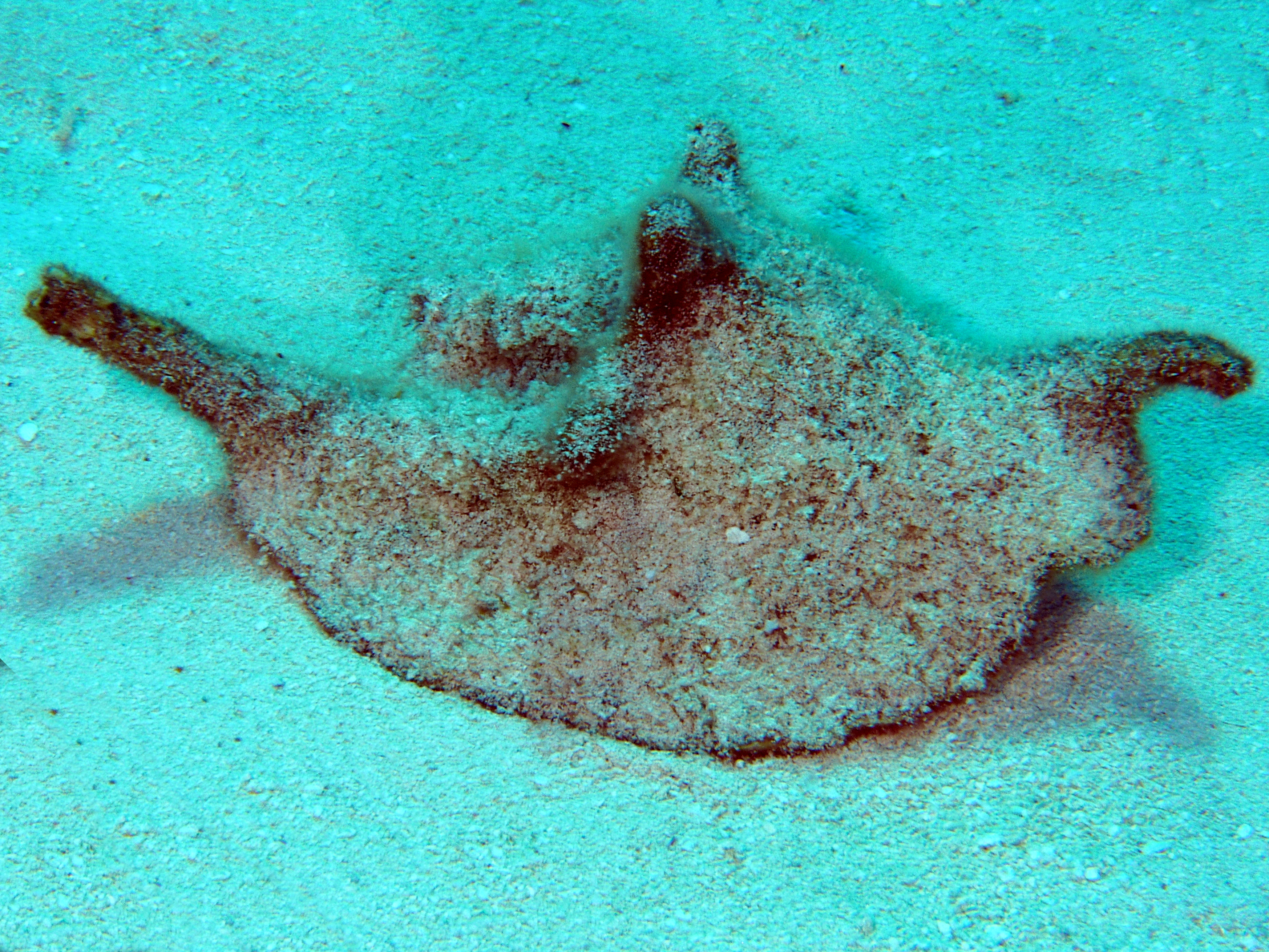 Roostertail Conch - Aliger gallus