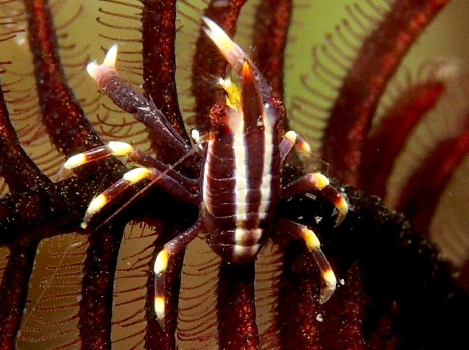 Elegant Crinoid Squat Lobster - Allogalathea elegans