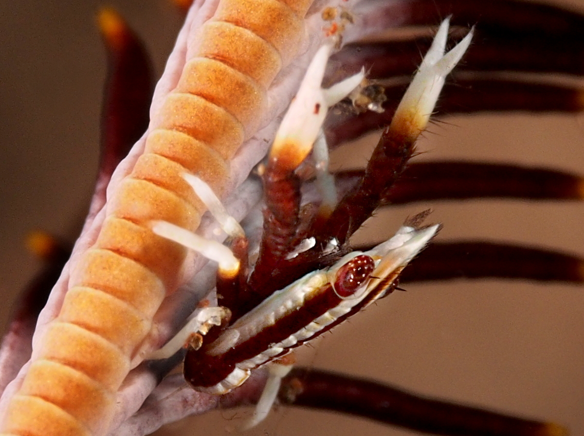 Elegant Crinoid Squat Lobster - Allogalathea elegans