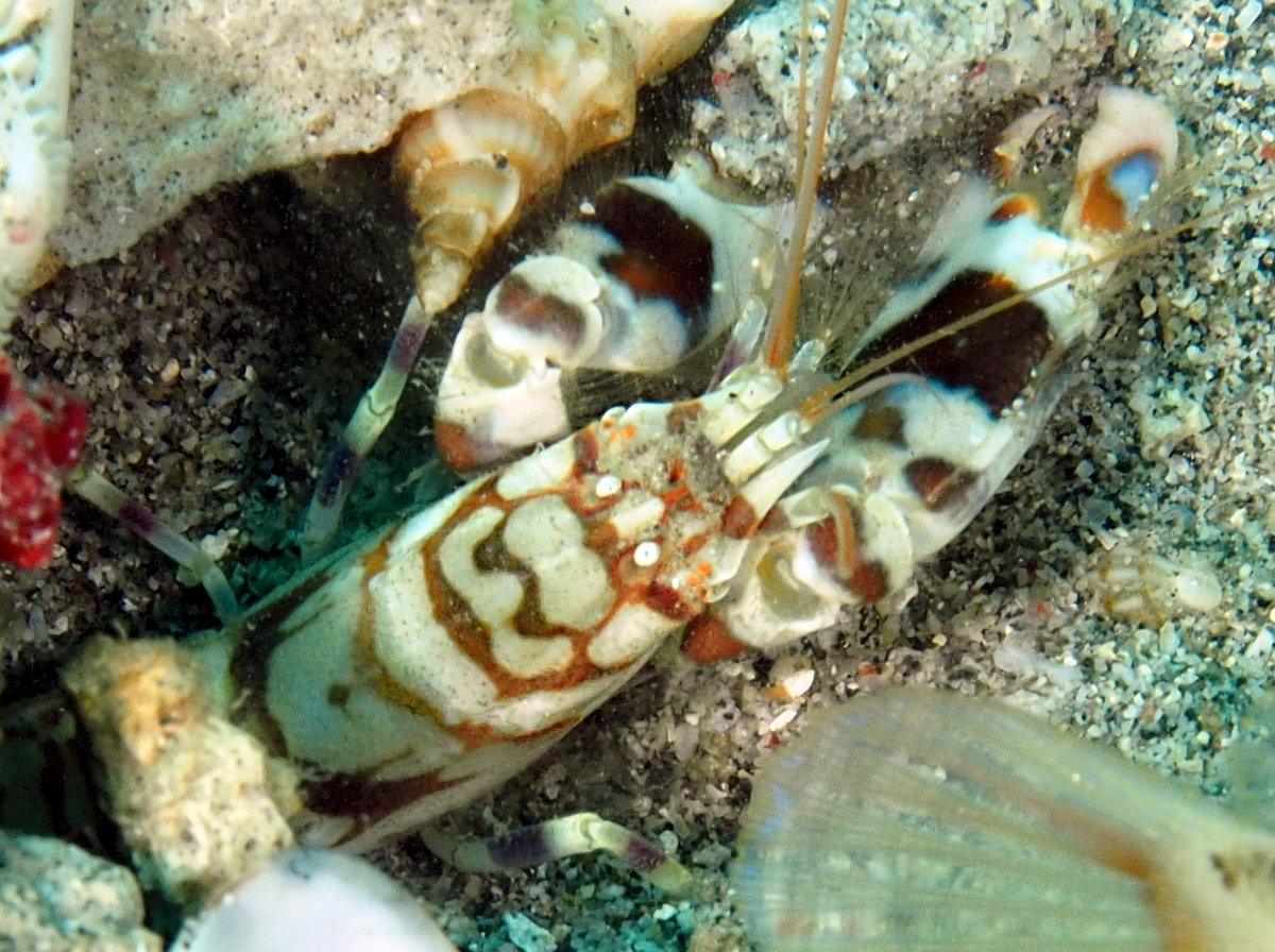Tiger Snapping Shrimp - Alpheus bellulus