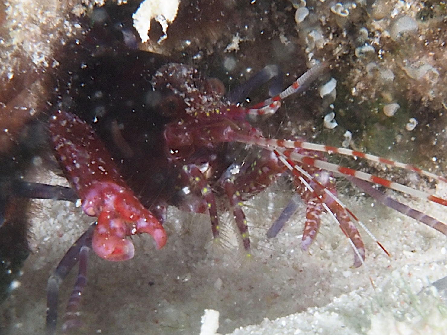 Manyspot Snapping Shrimp - Alpheus polystictus