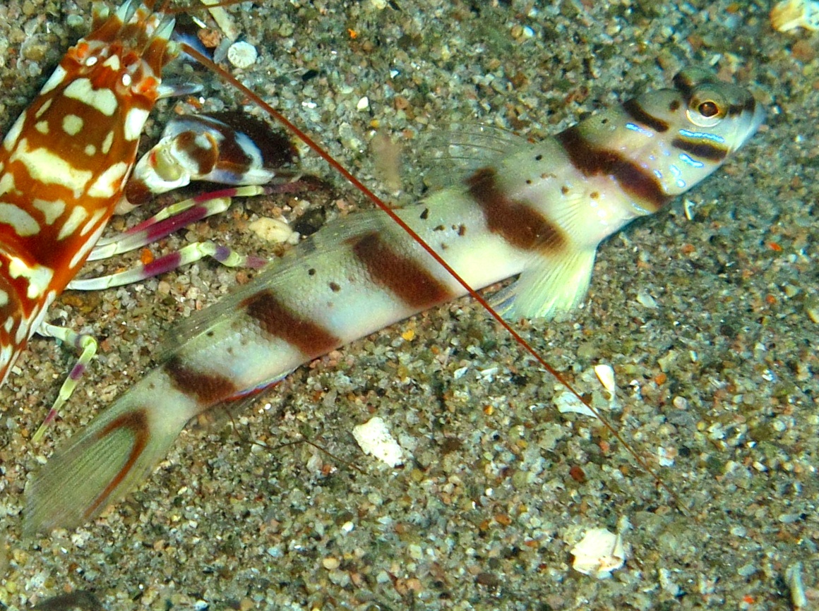 Slantbar Shrimpgoby - Amblyeleotris diagonalis - Dumaguete, Philippines