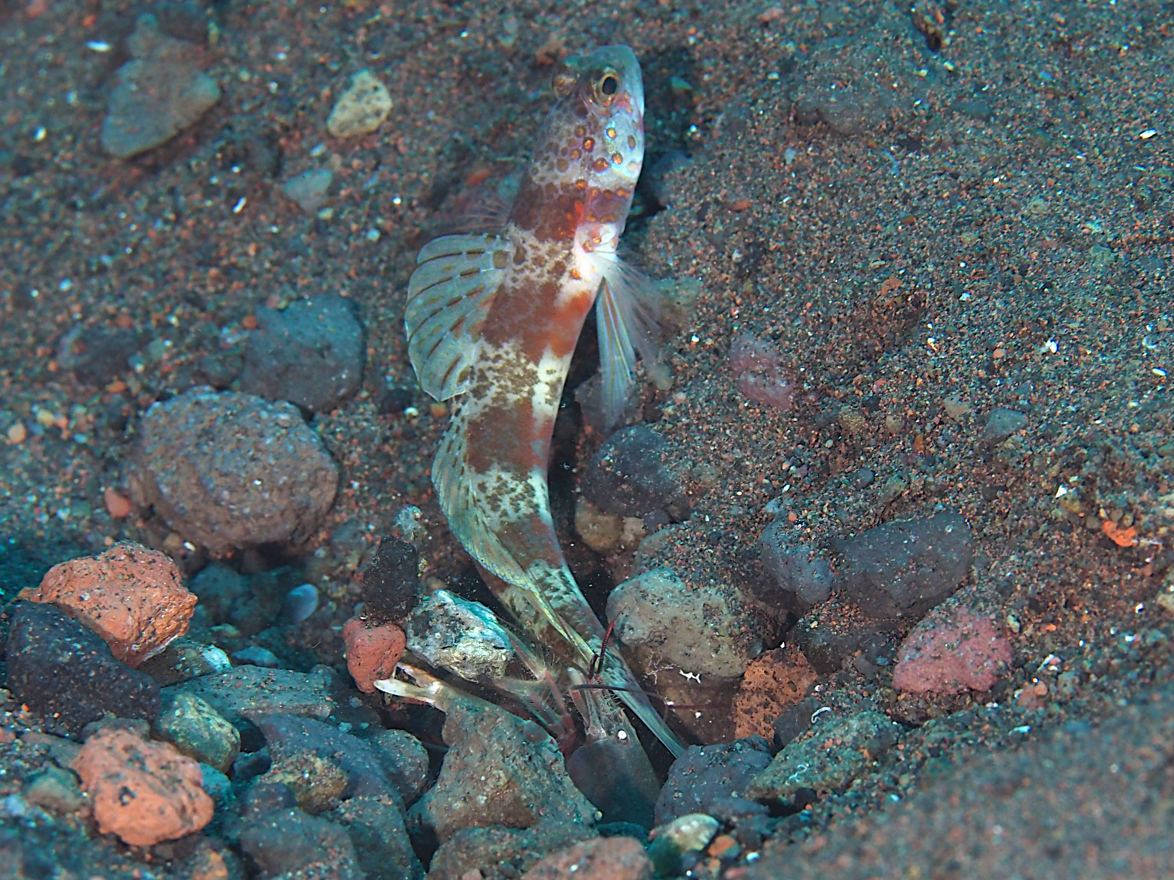 Broad-Banded Shrimpgoby - Amblyeleotris periophthalmus