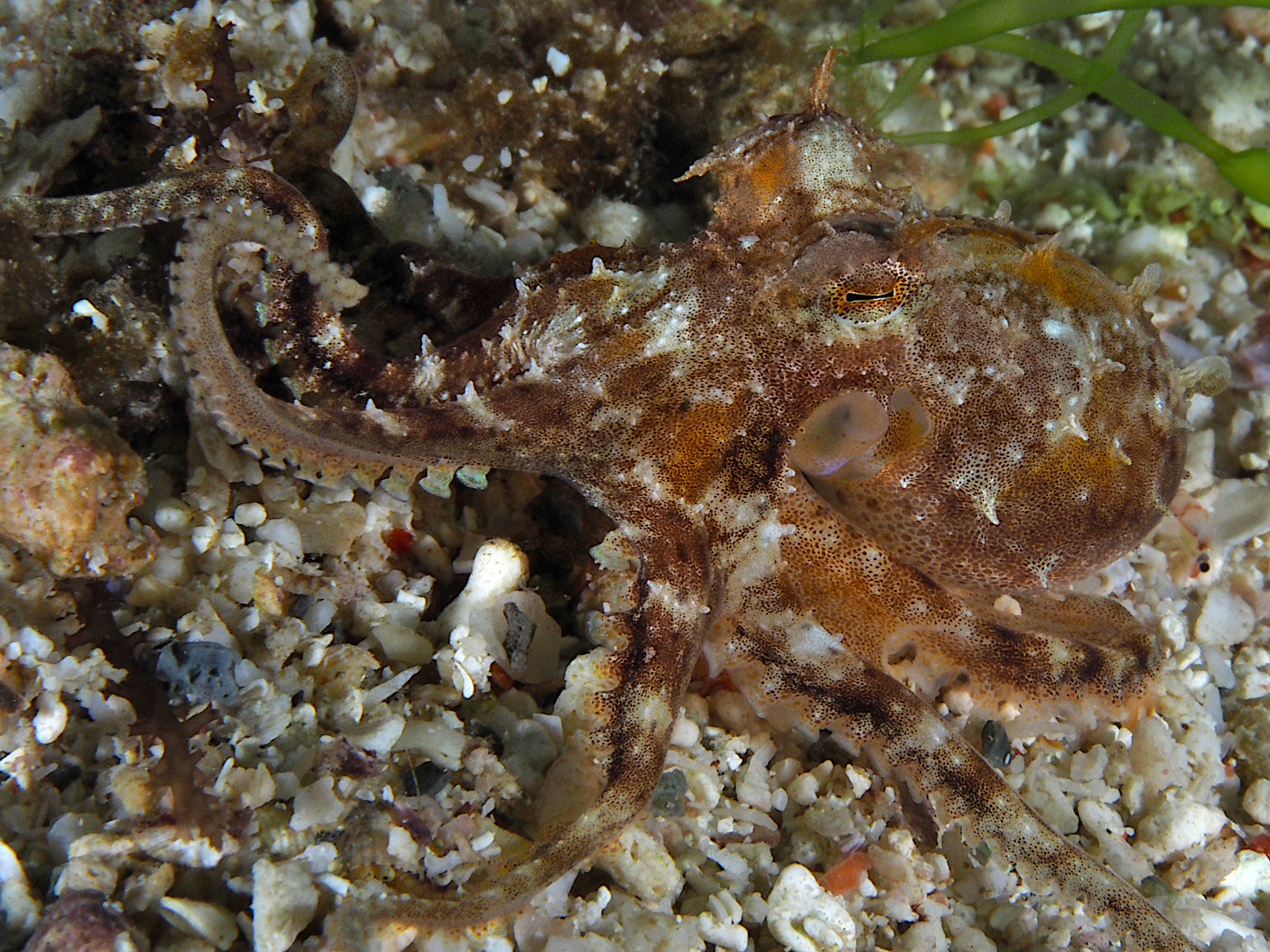 Plain-Spot Octopus - Amphioctopus exannulatus