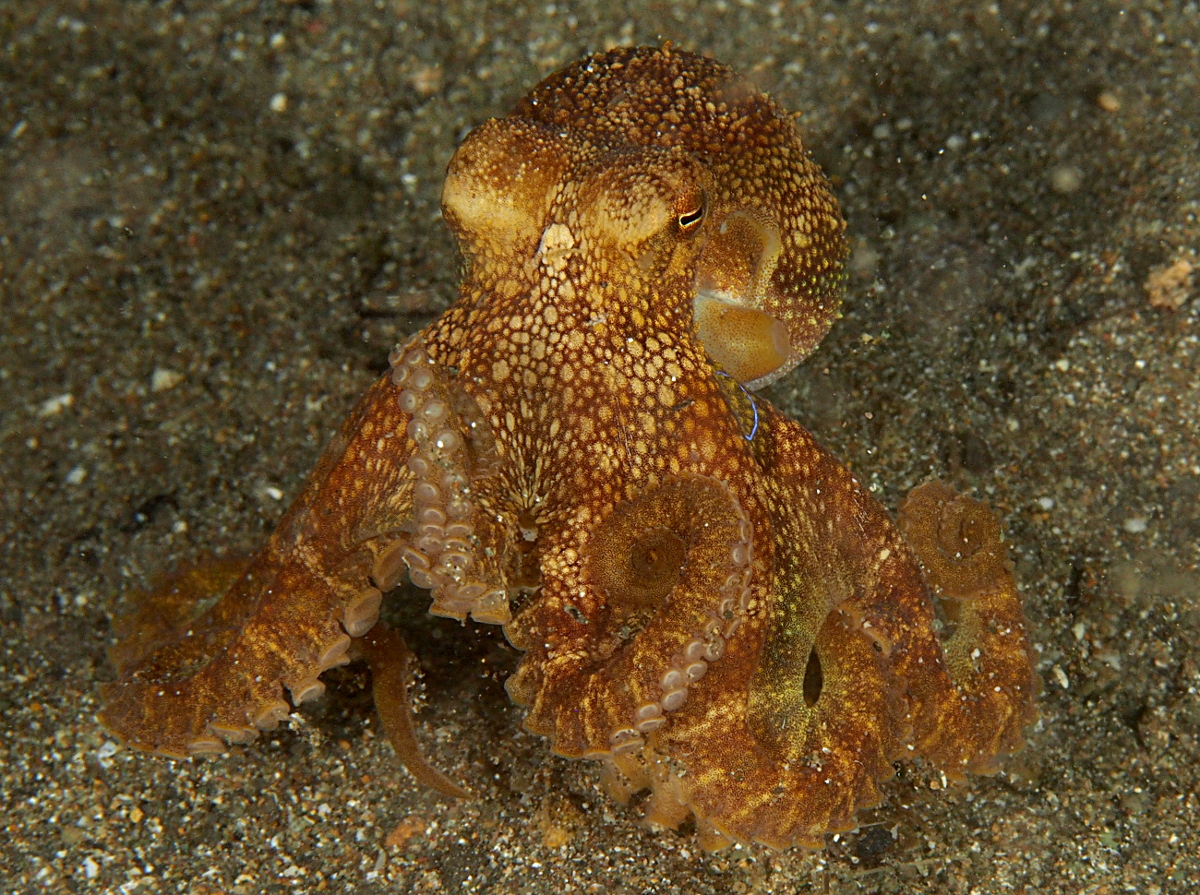 Poison Ocellate Octopus - Amphioctopus siamensis