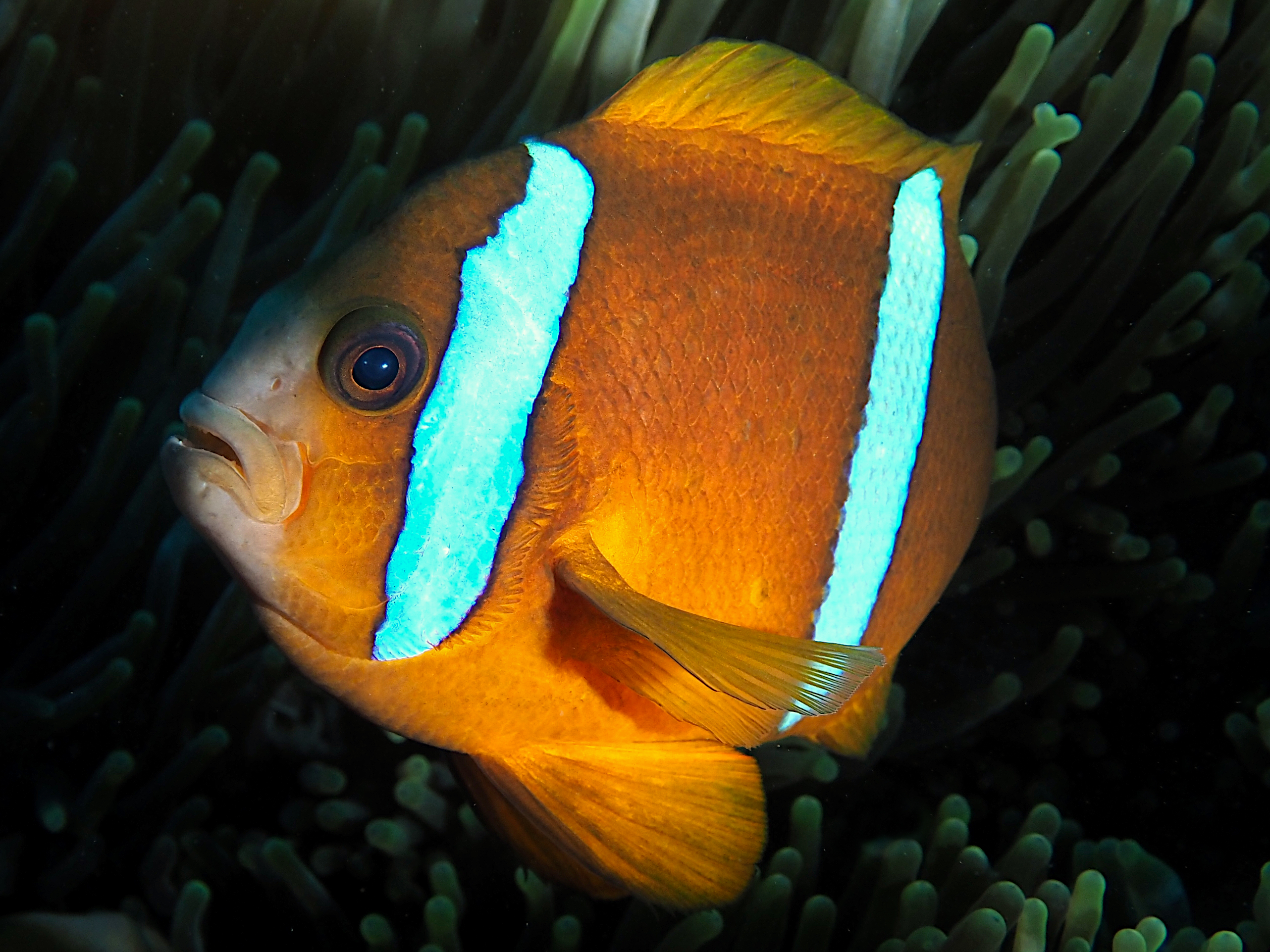 Barrier Reef Anemonefish - Amphiprion akindynos