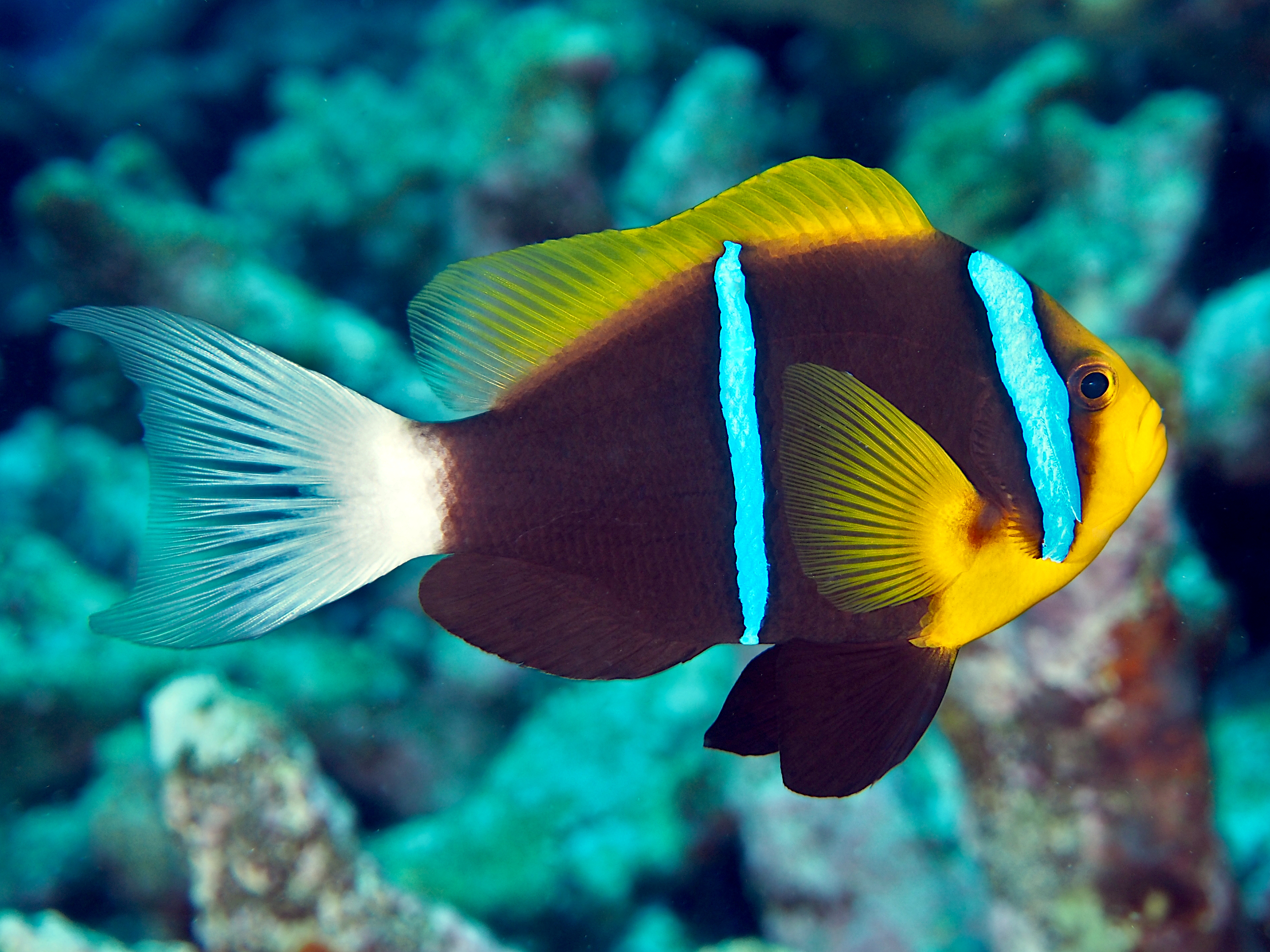 Barrier Reef Anemonefish - Amphiprion akindynos