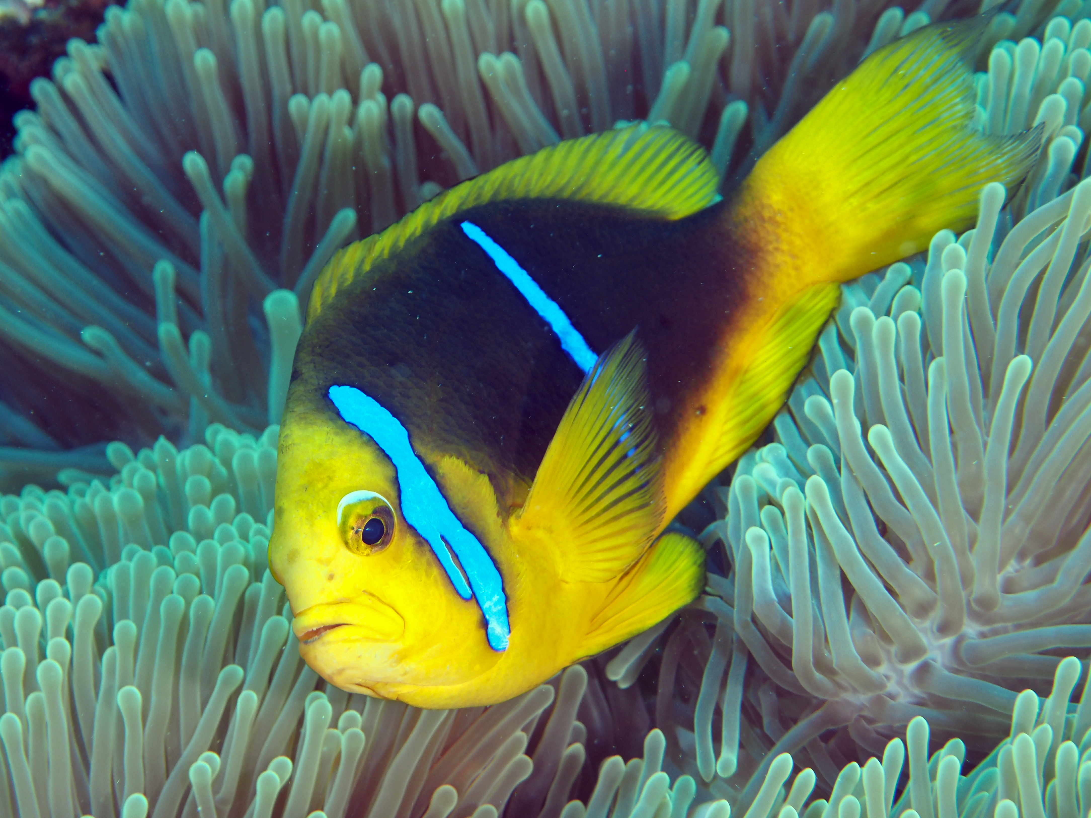 Polynesian Anemonefish - Amphiprion maohiensis