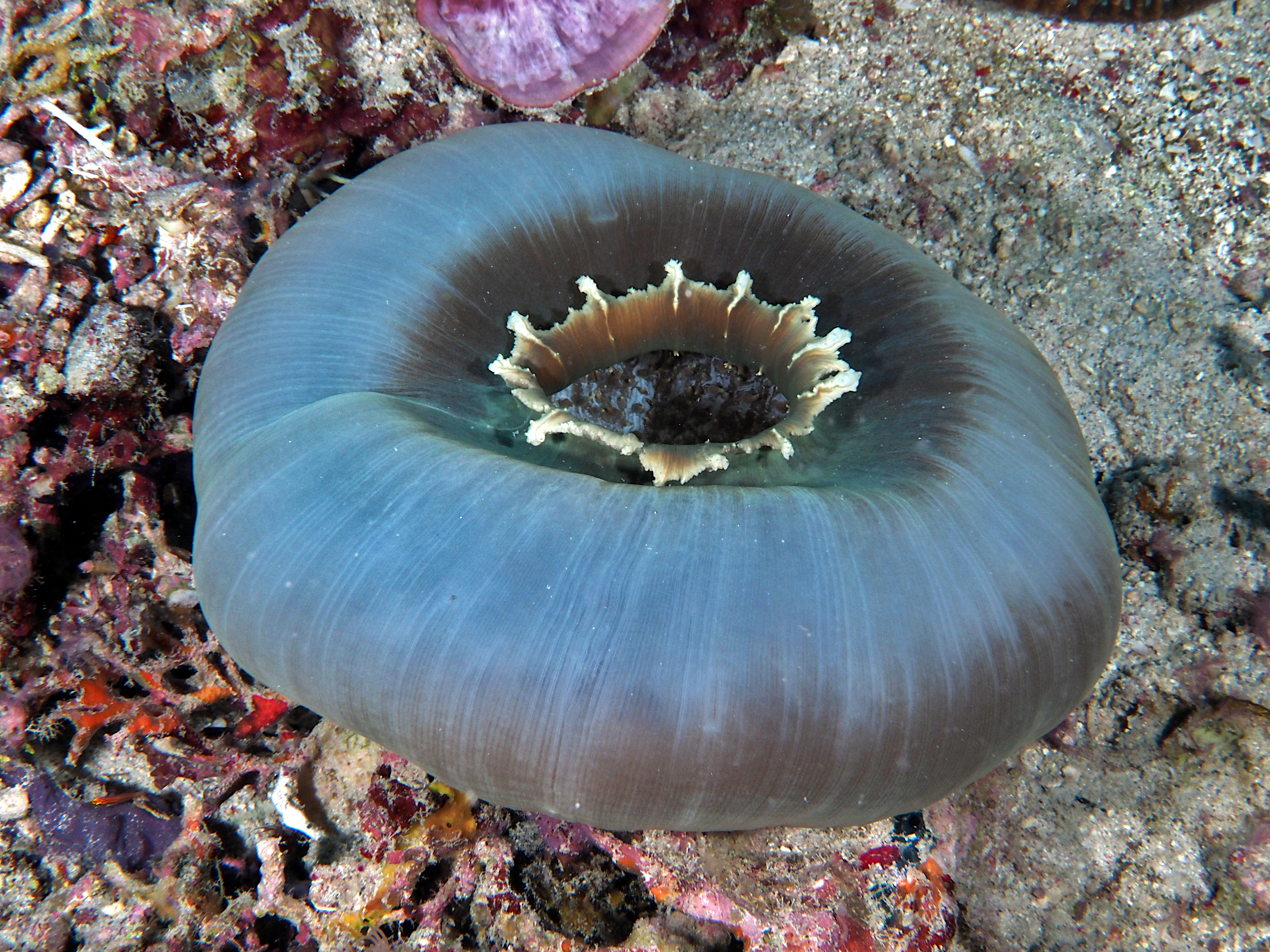 Giant Cup Mushroom - Amplexidiscus fenestrafer