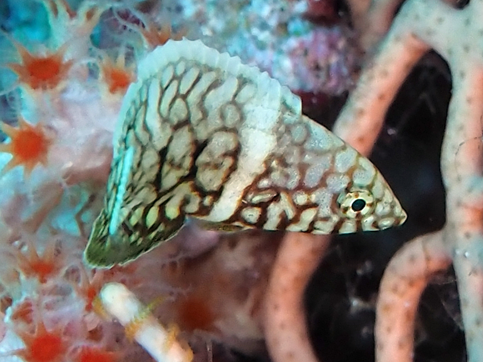 Whitespotted Wrasse - Anampses melanurus