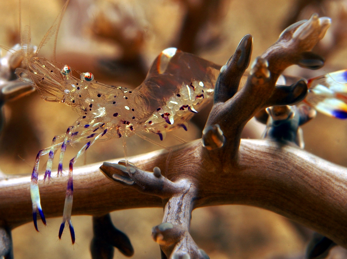 Holthuis' Anemone Shrimp - Ancylomenes holthuisi