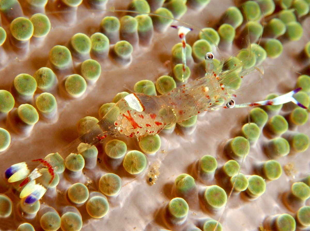 Holthuis' Anemone Shrimp - Ancylomenes holthuisi