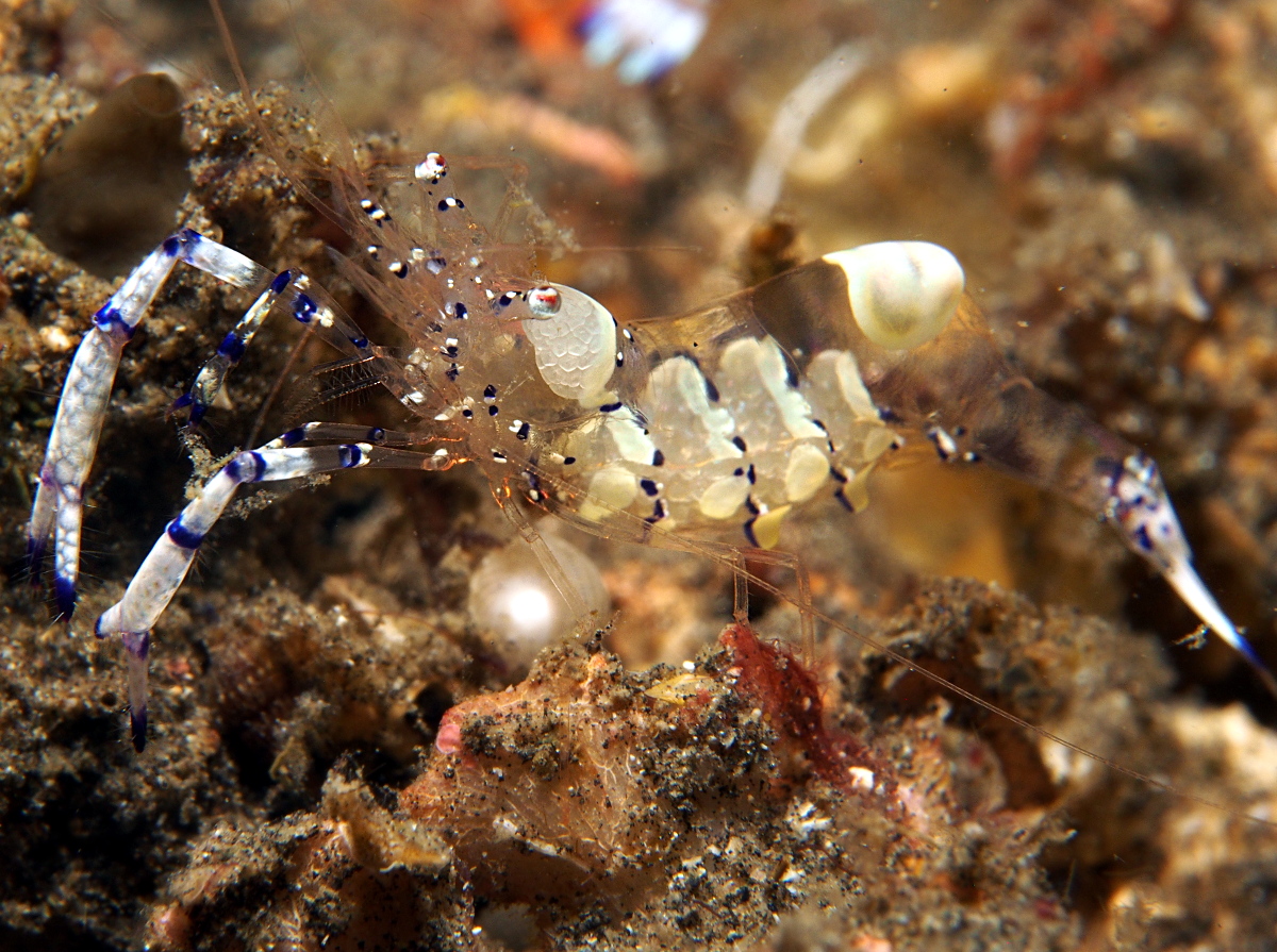 Graceful Anemone Shrimp - Ancylomenes venustus