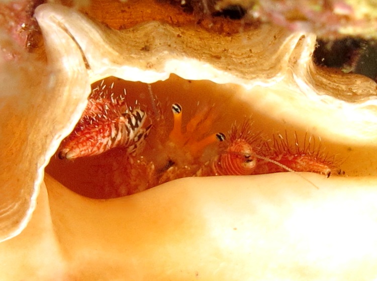 Hopper's Hermit Crab - Aniculus hopperae