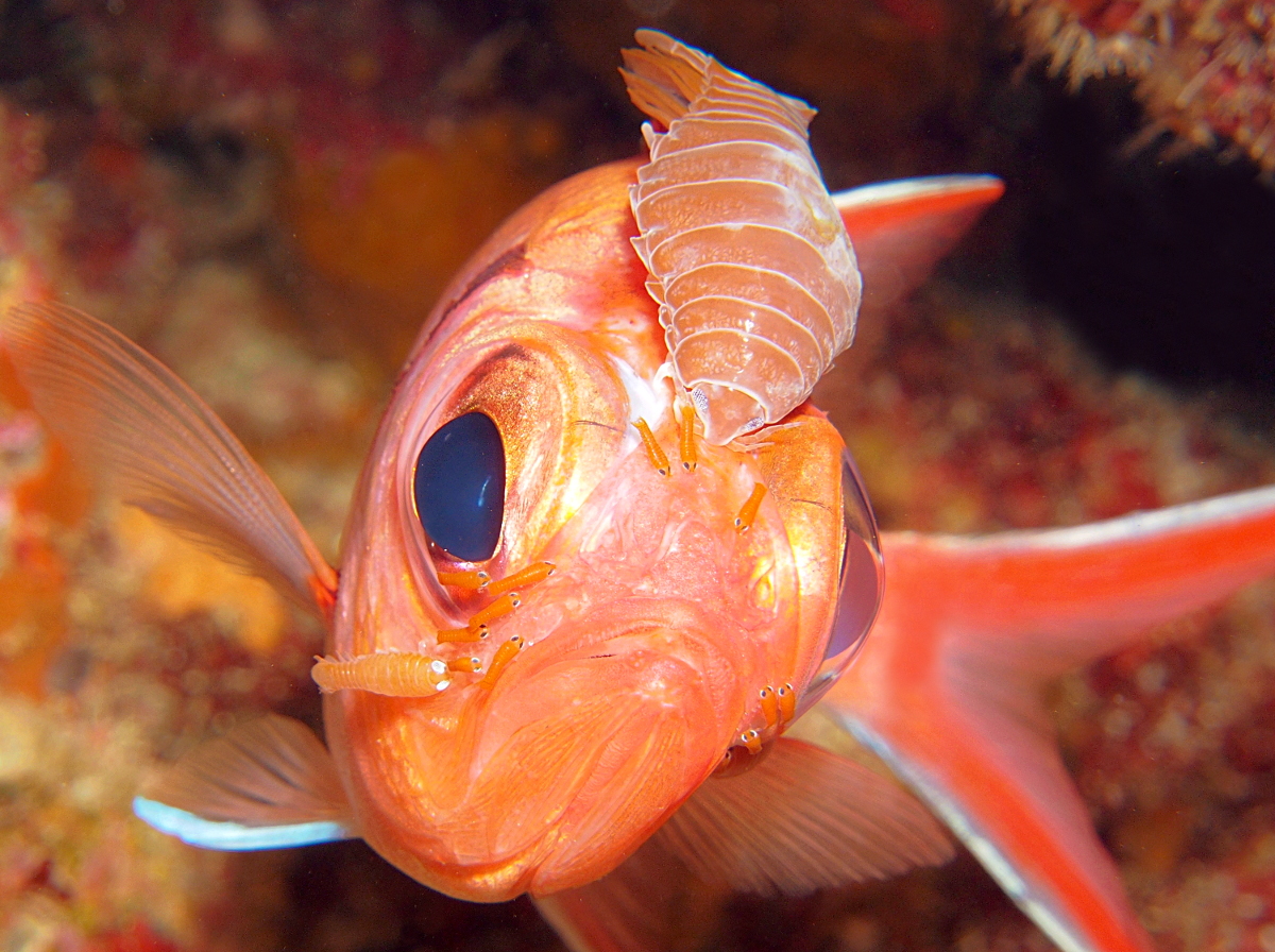 Blackbar Soldierfish Isopod - Anilocra myripristis