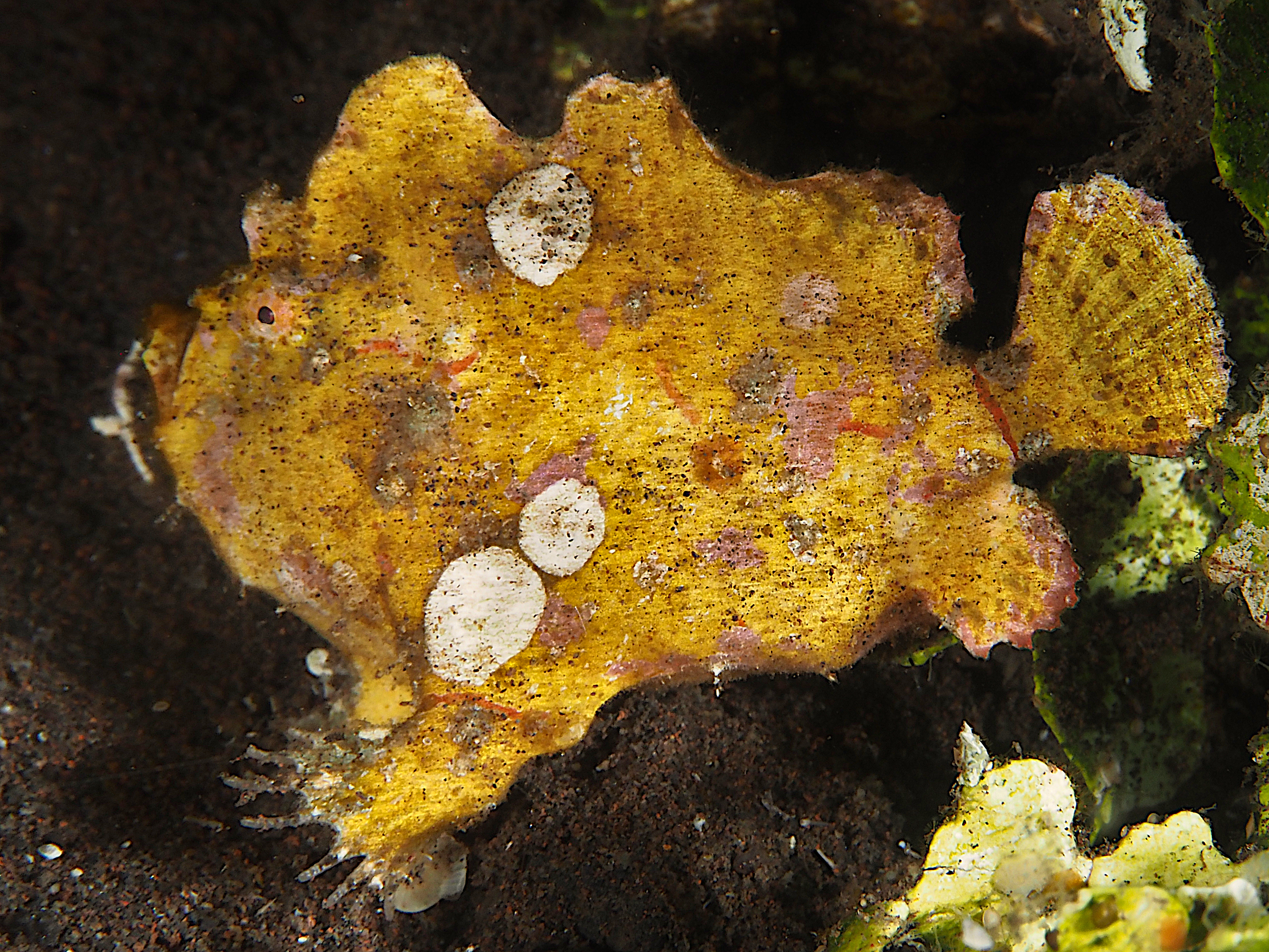 Randall's Frogfish - Antennarius randalli